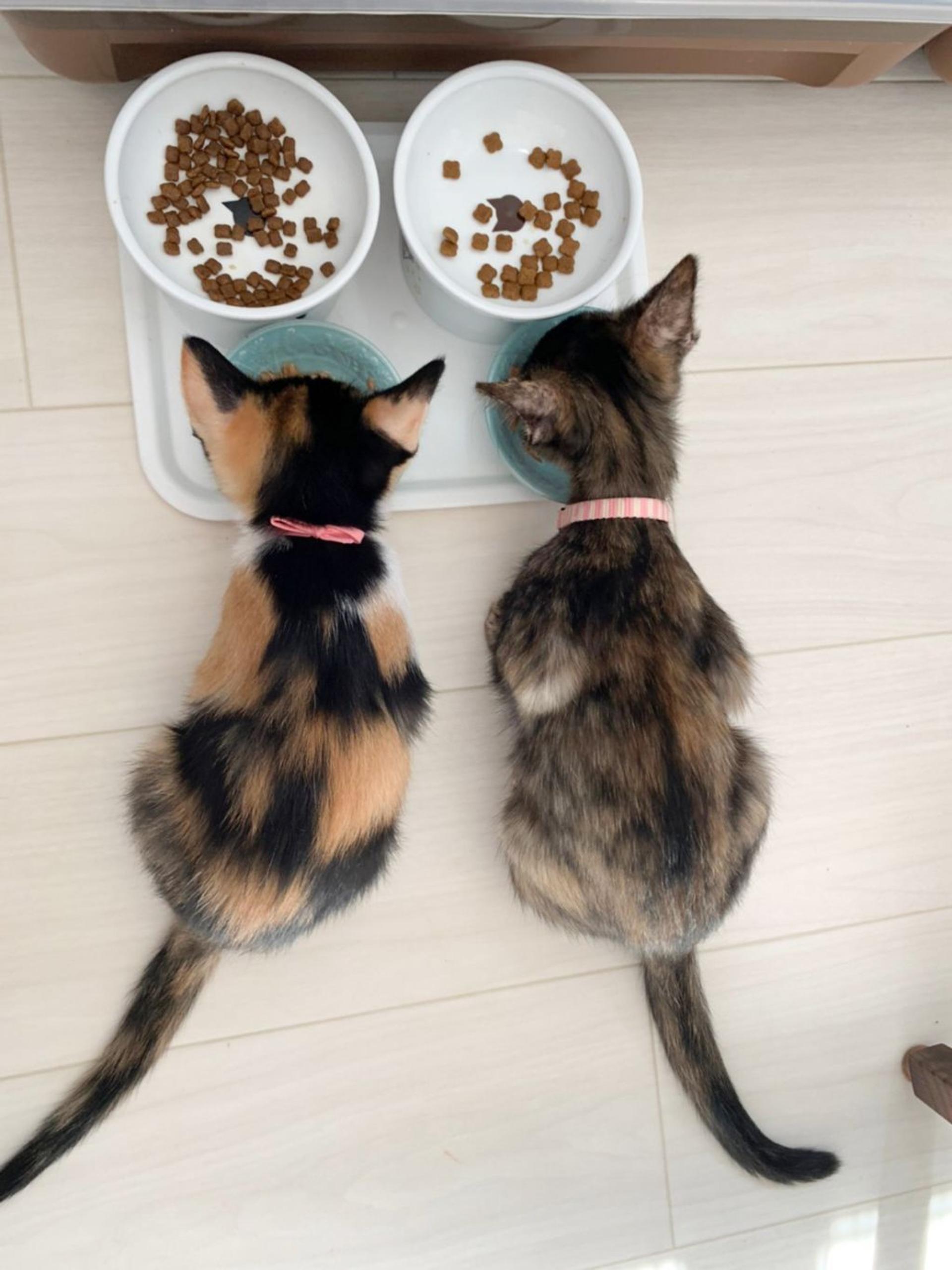 pet-image-9