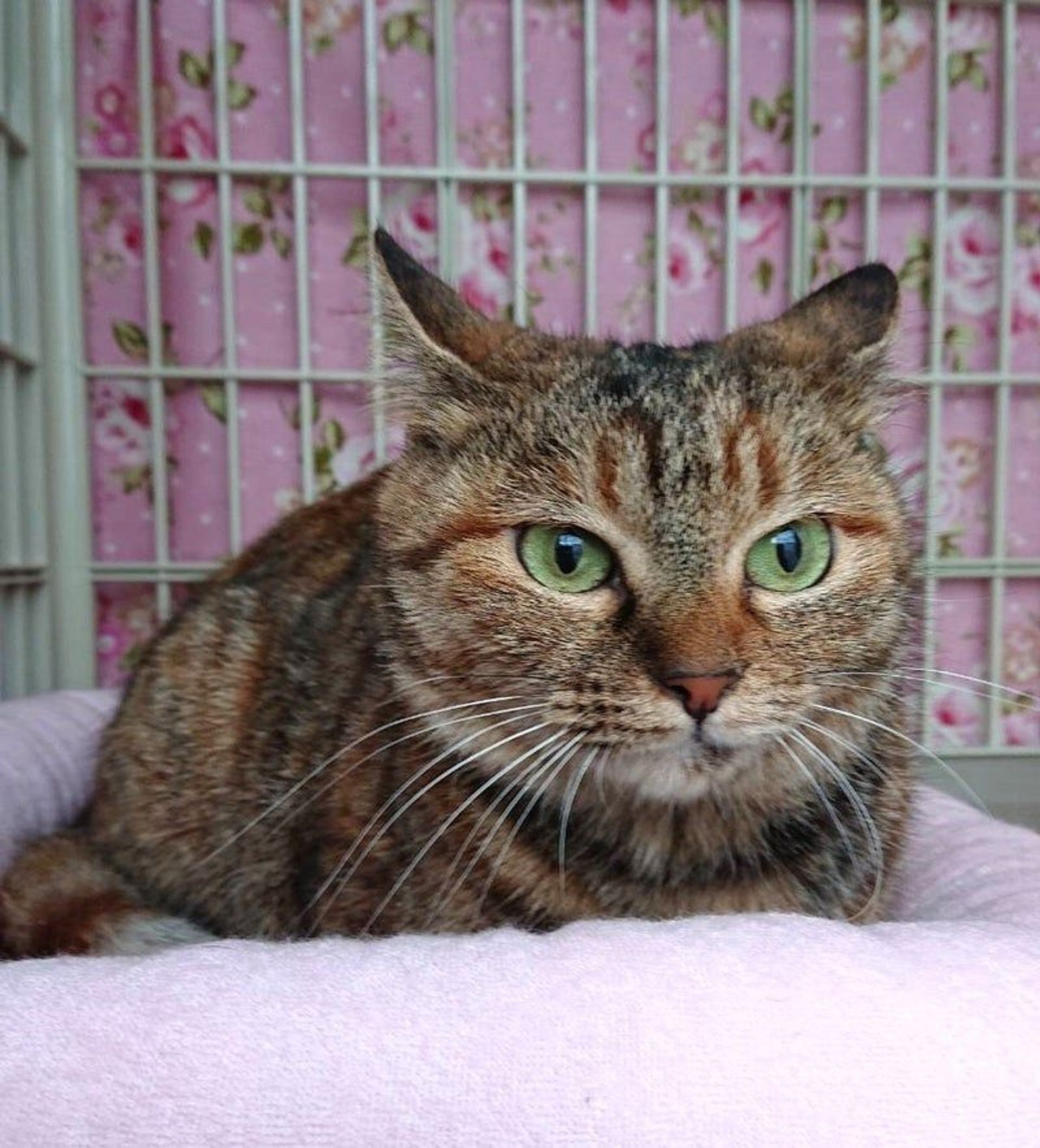 雑種（ミックス猫）・メスの里親募集の写真