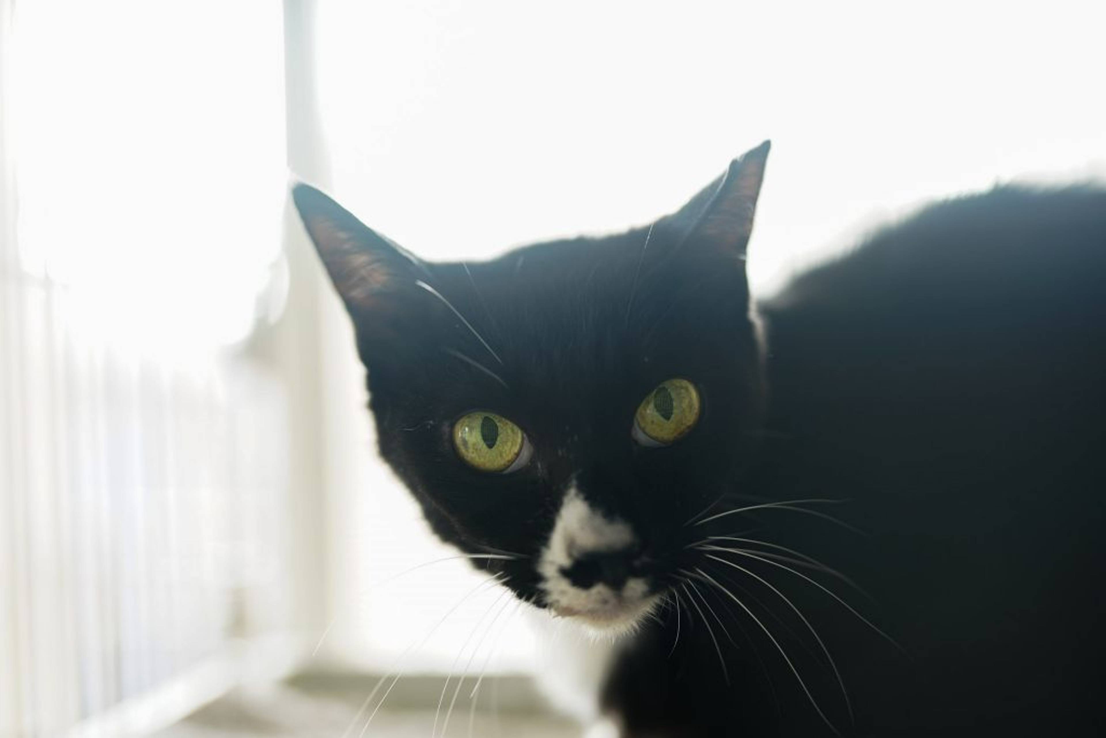 雑種（ミックス猫）・メスの里親募集の写真