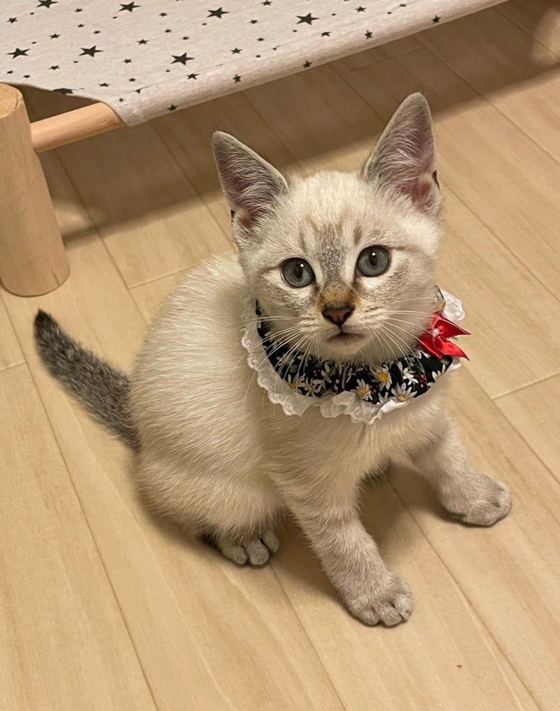 雑種（ミックス猫）・メスの里親募集の写真