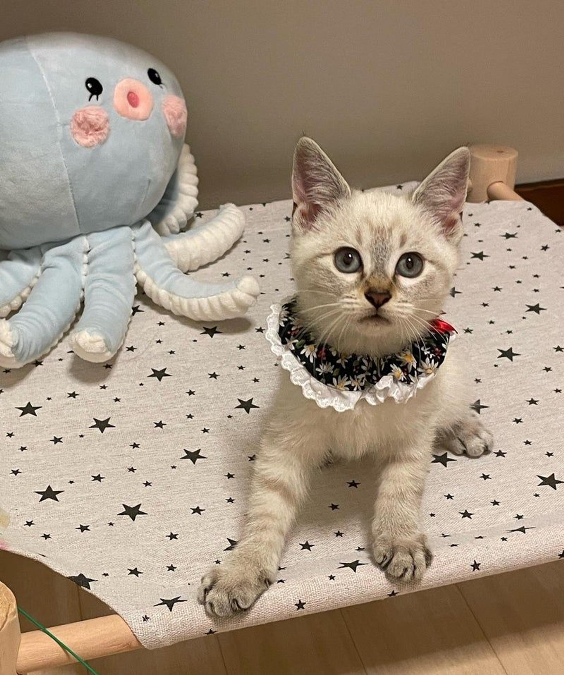pet-image-2
