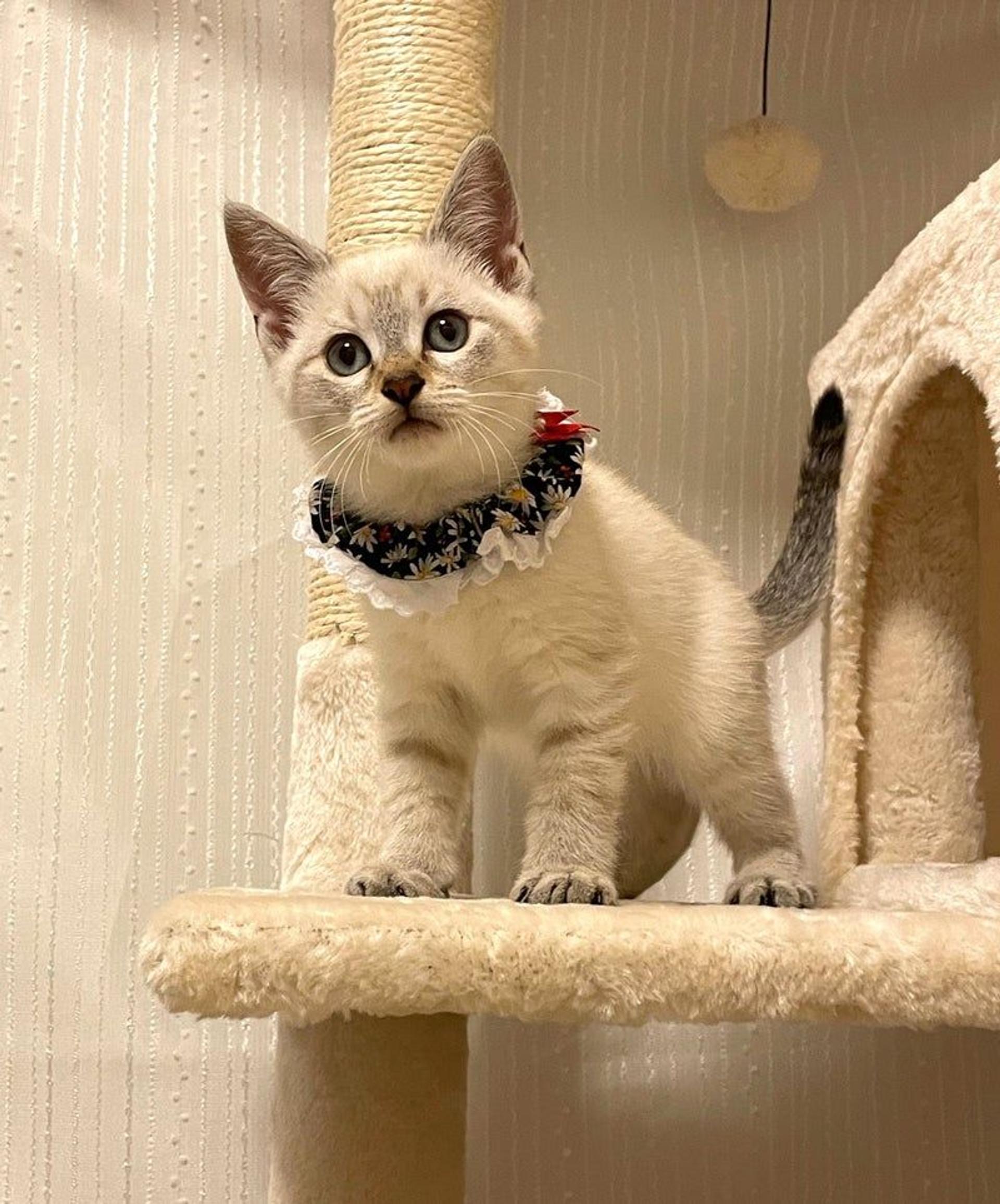 pet-image-3