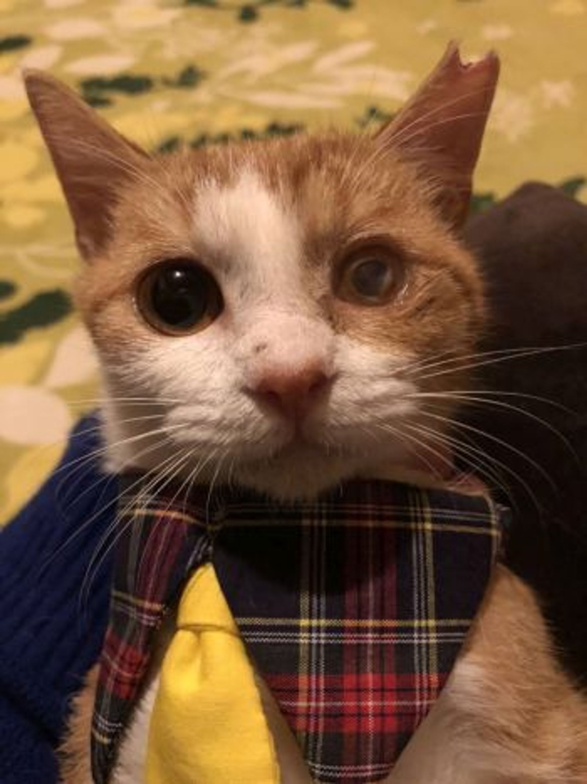 雑種（ミックス猫）・メスの里親募集の写真