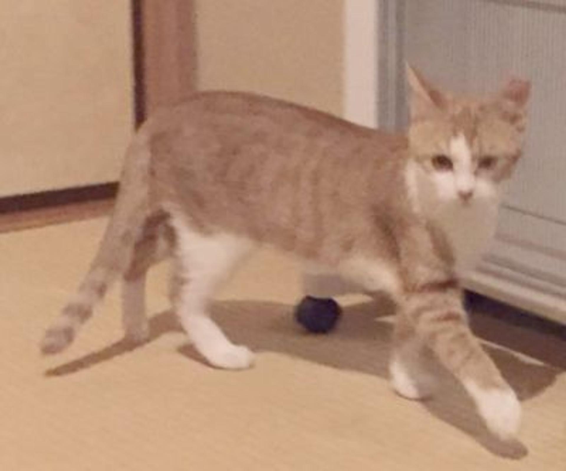 pet-image-2