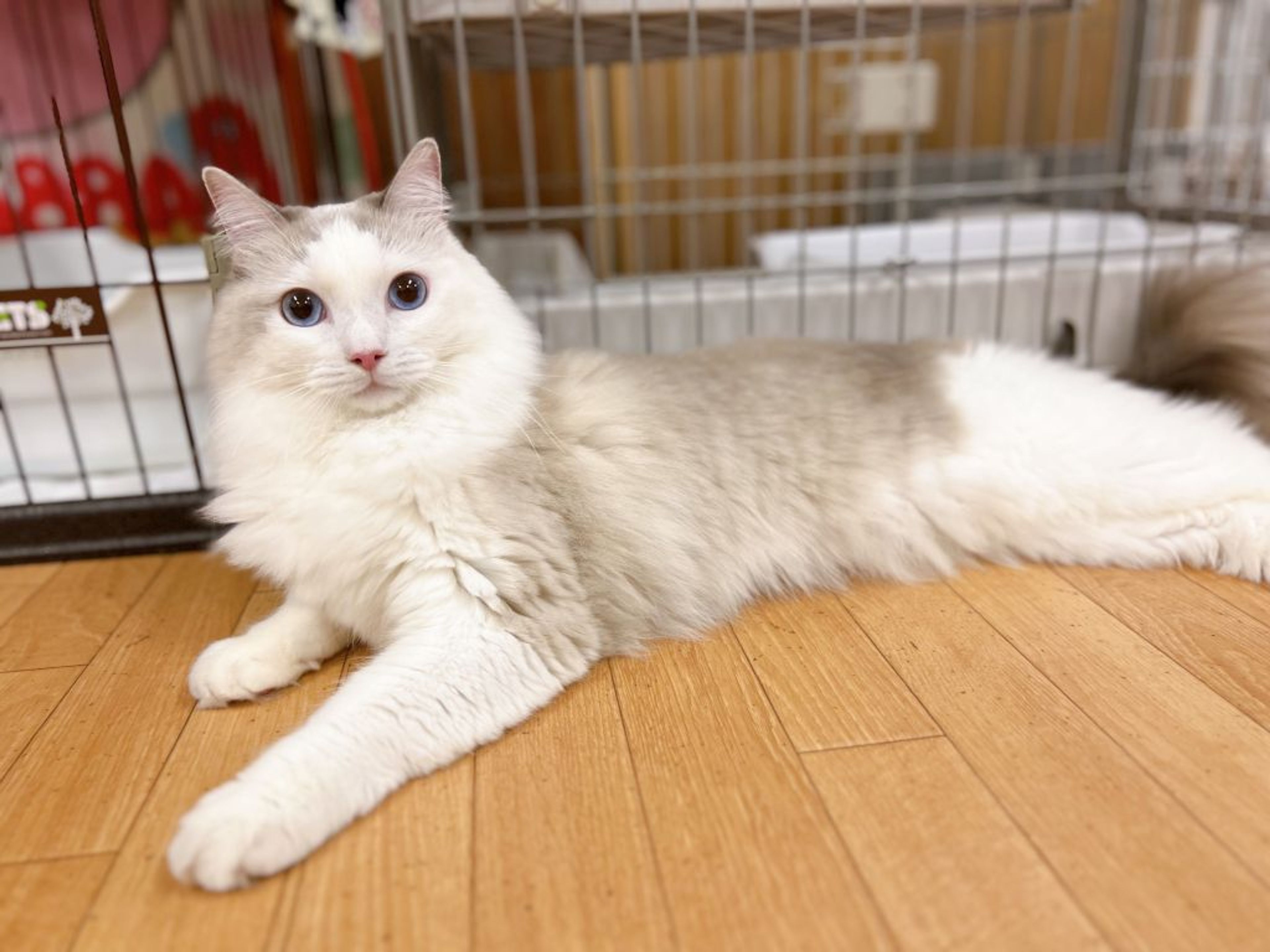 pet-image-2