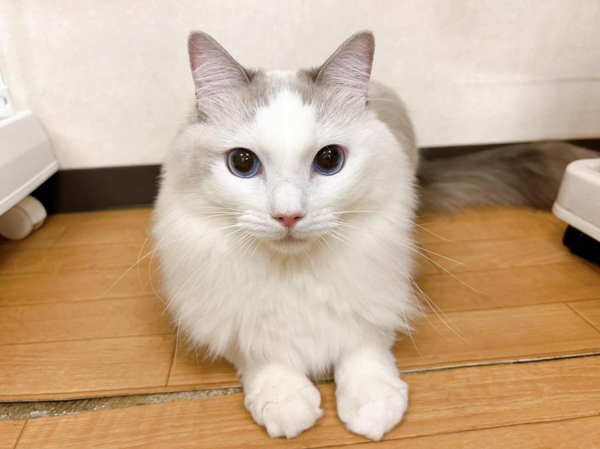 pet-image-3