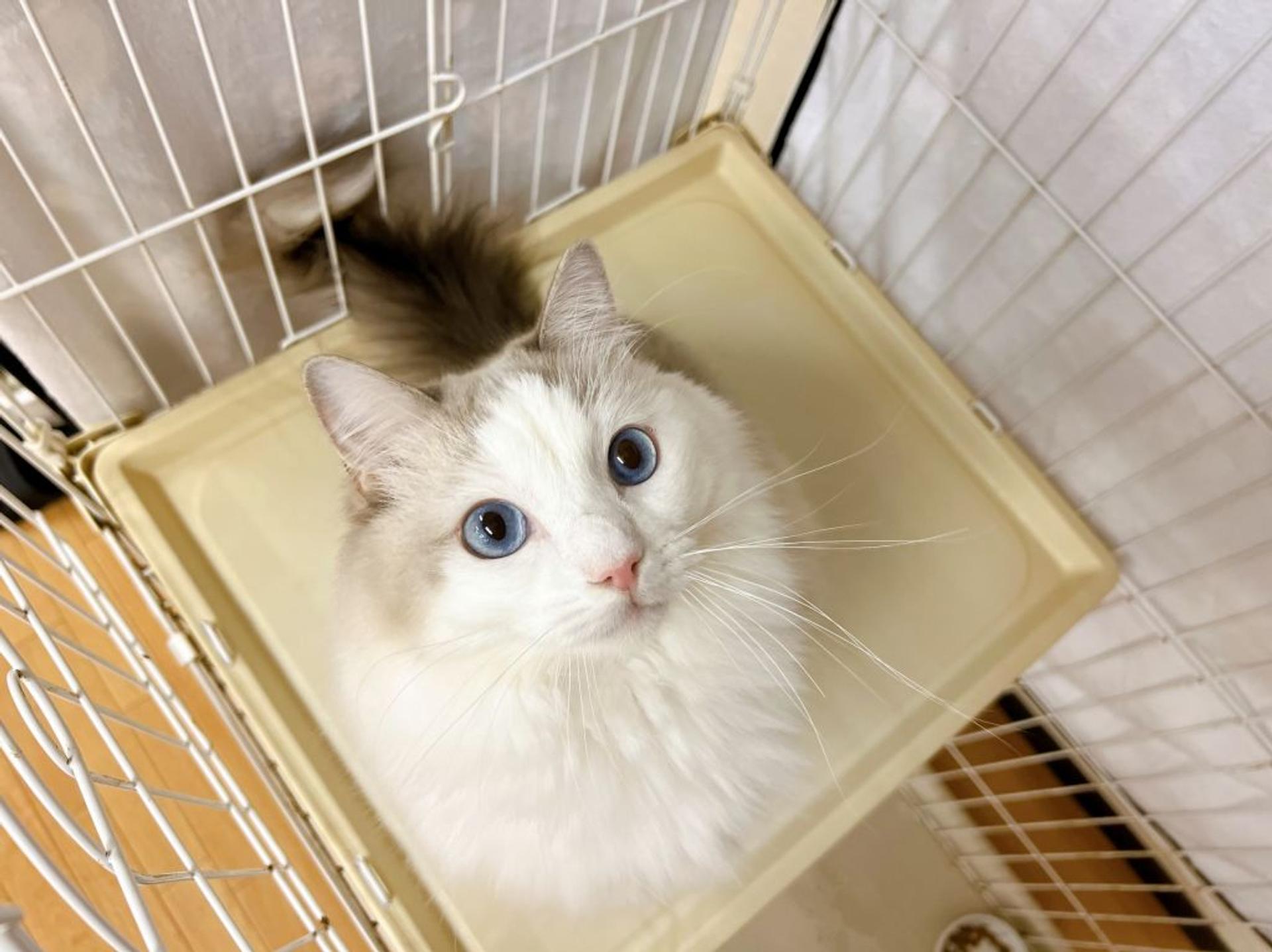 pet-image-5