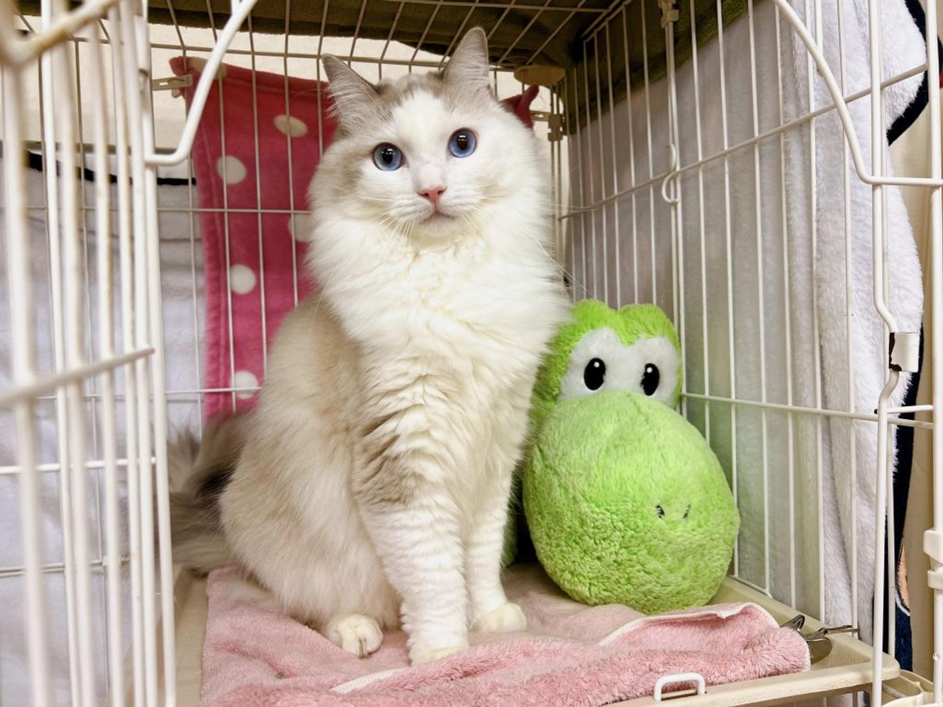 pet-image-6