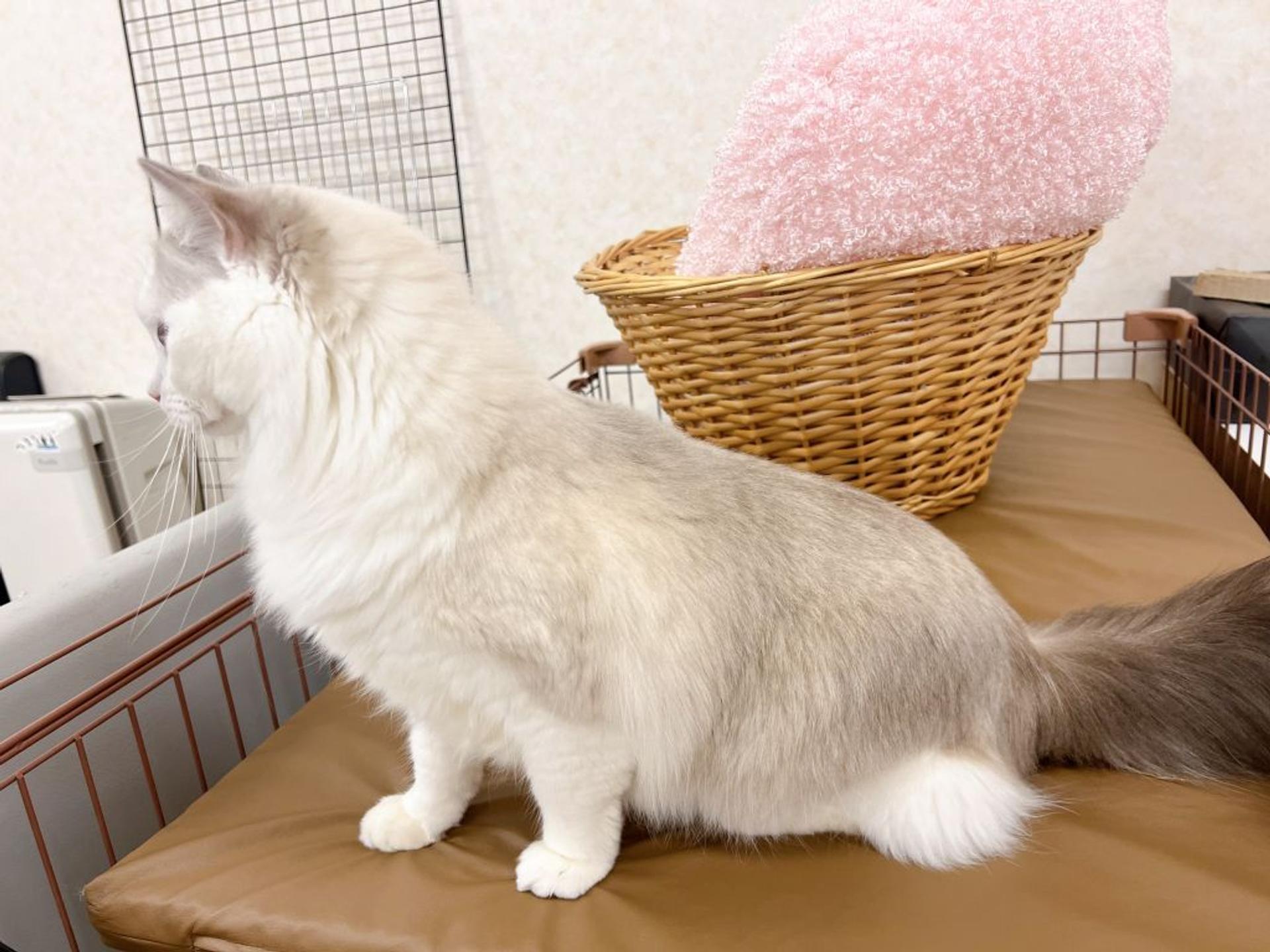 pet-image-8