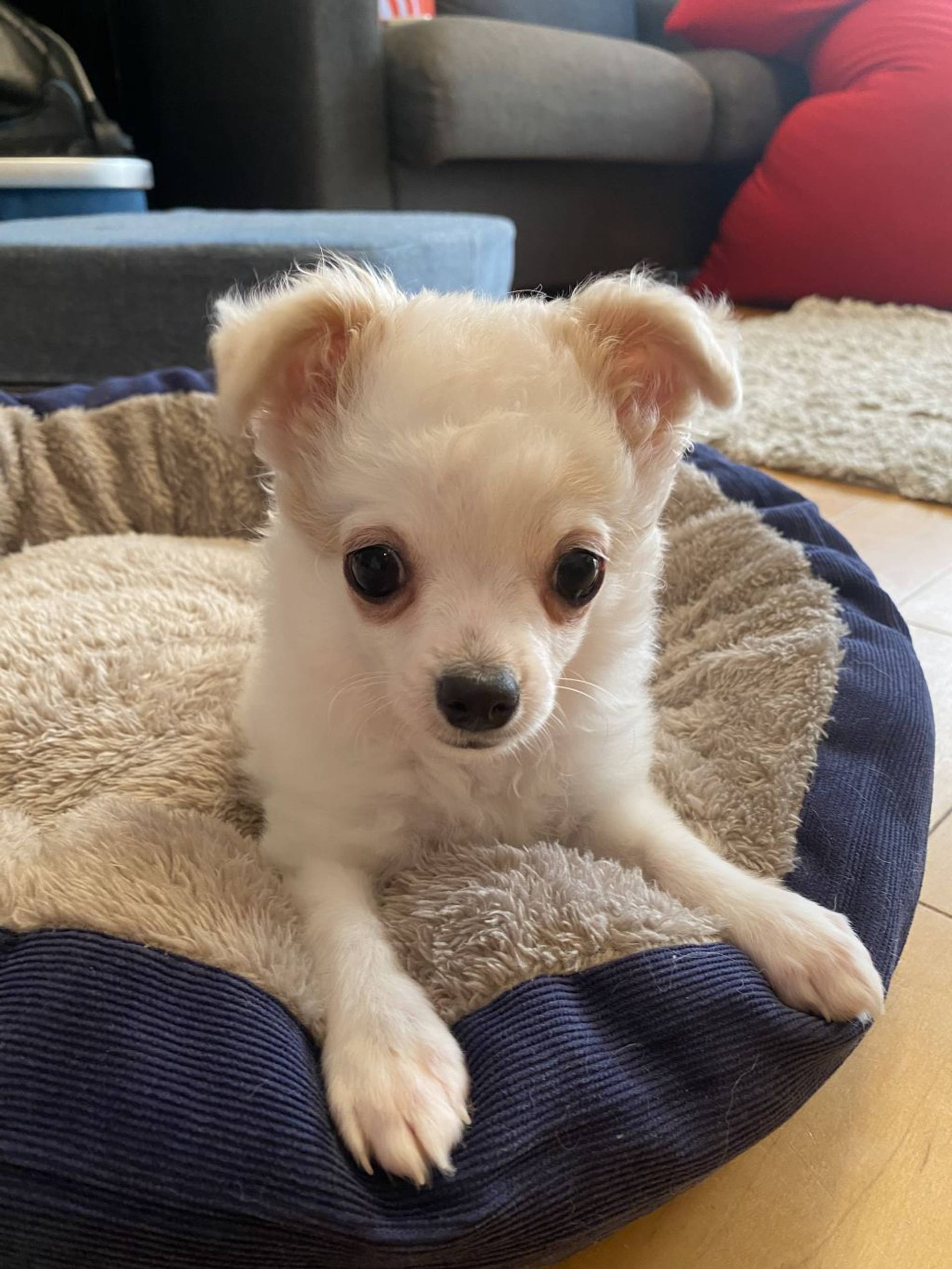 雑種（ミックス犬）・オスの里親募集の写真