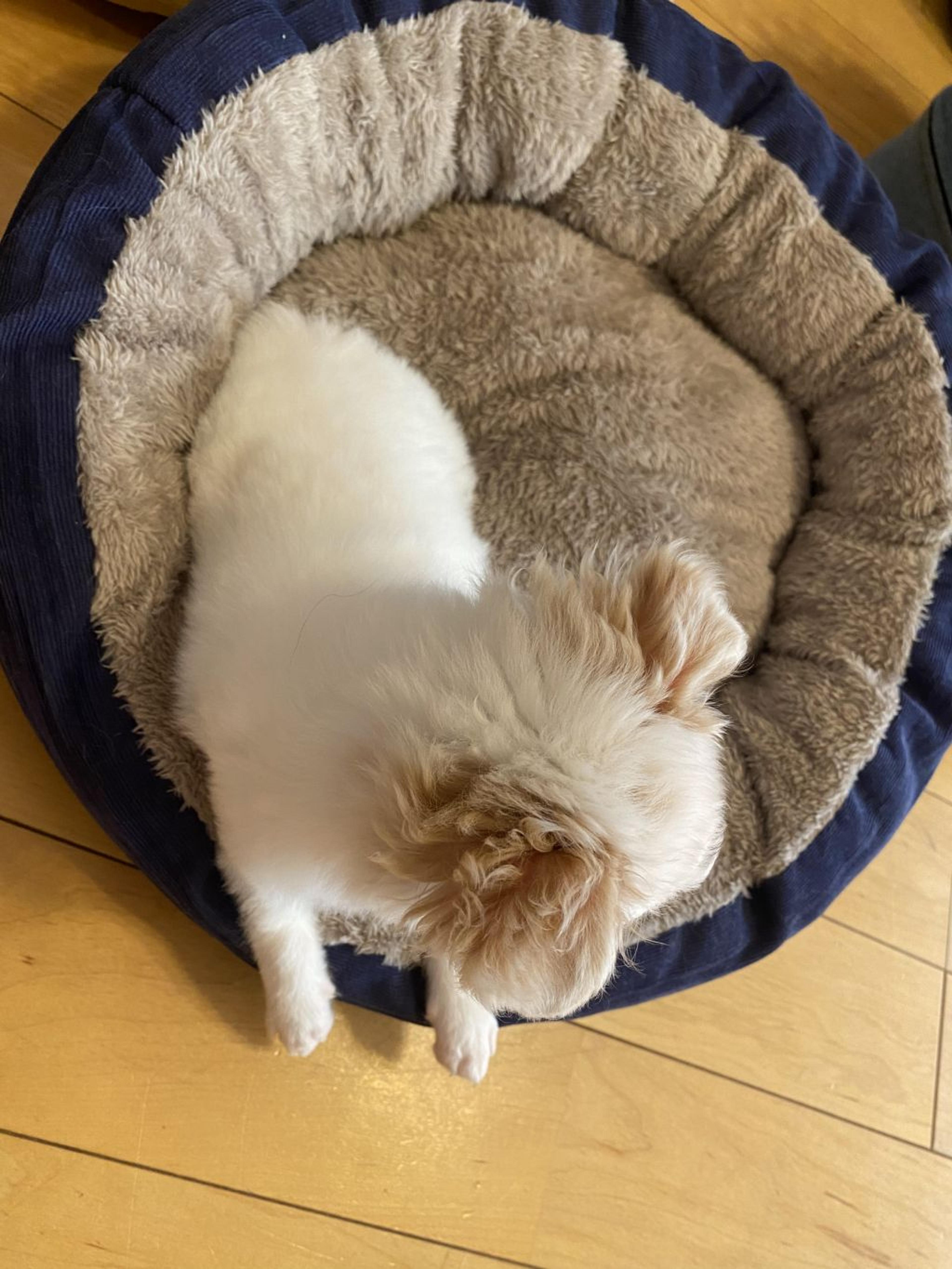 pet-image-2