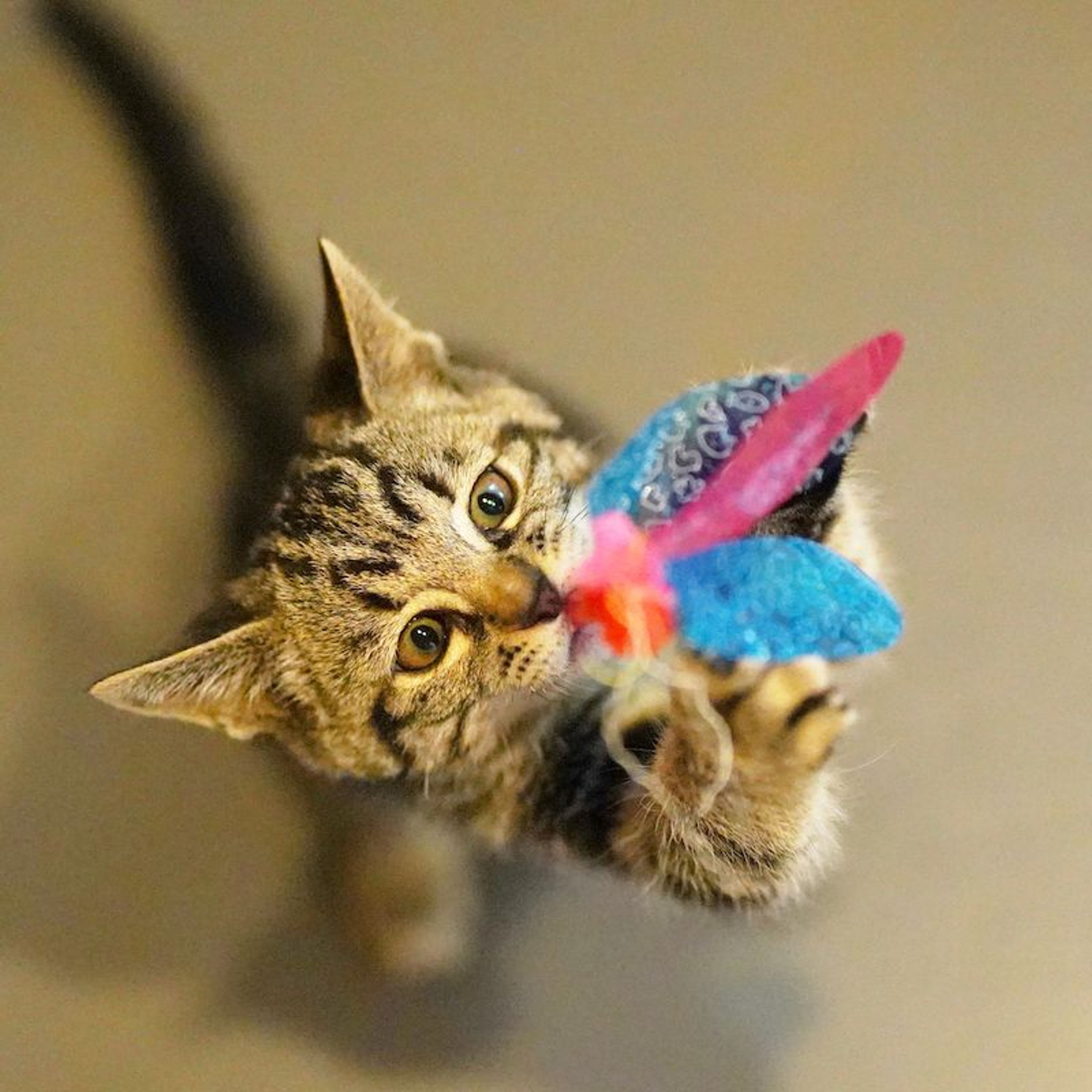 pet-image-5