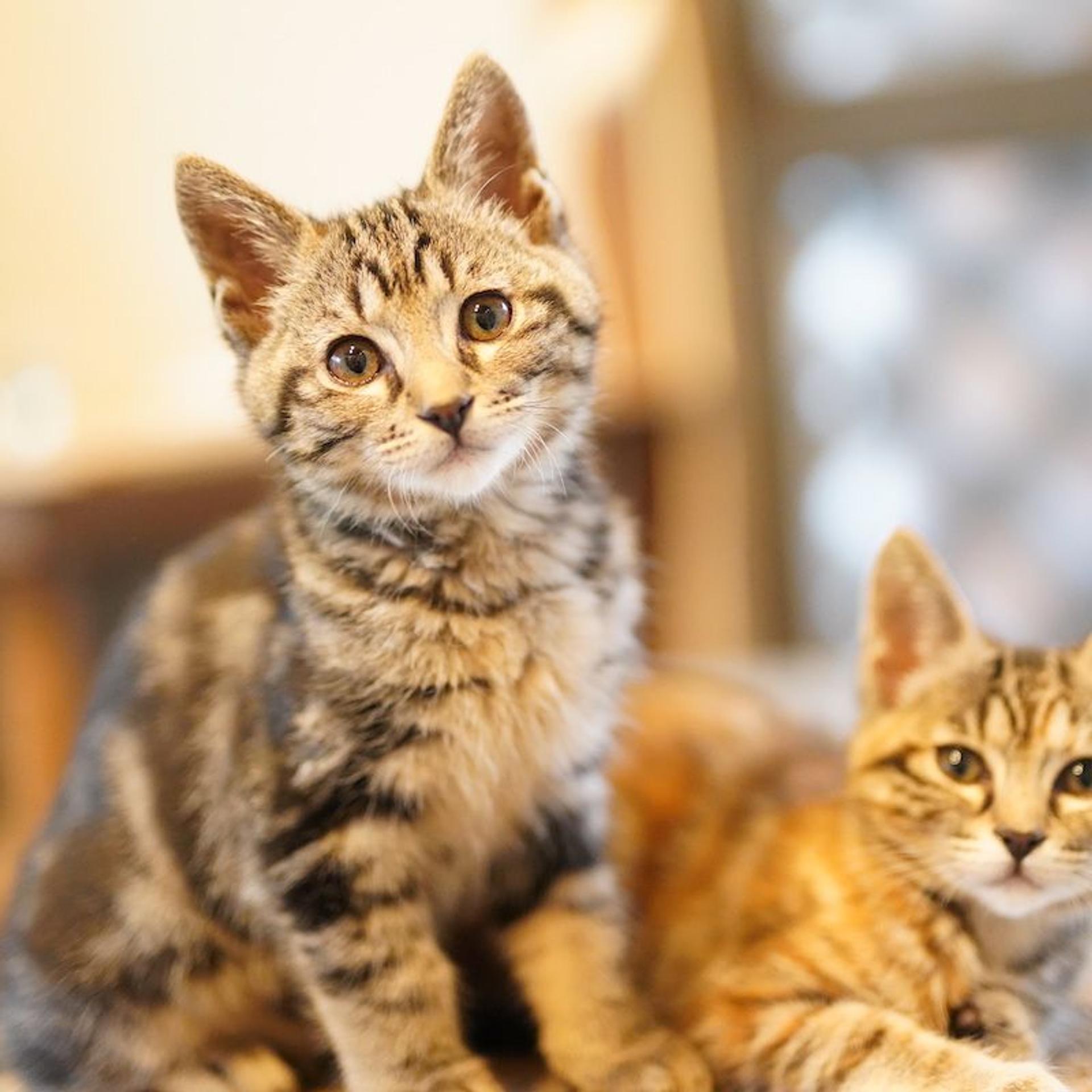 pet-image-6