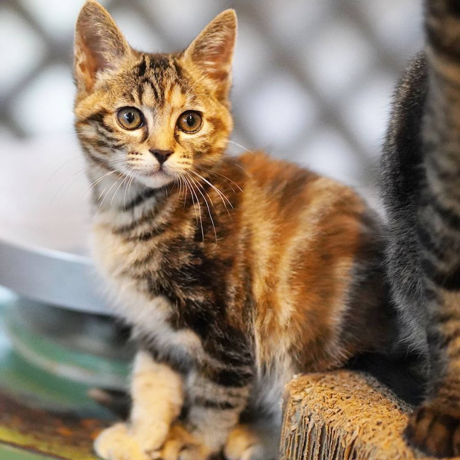 雑種（ミックス猫）・メスの里親募集の写真