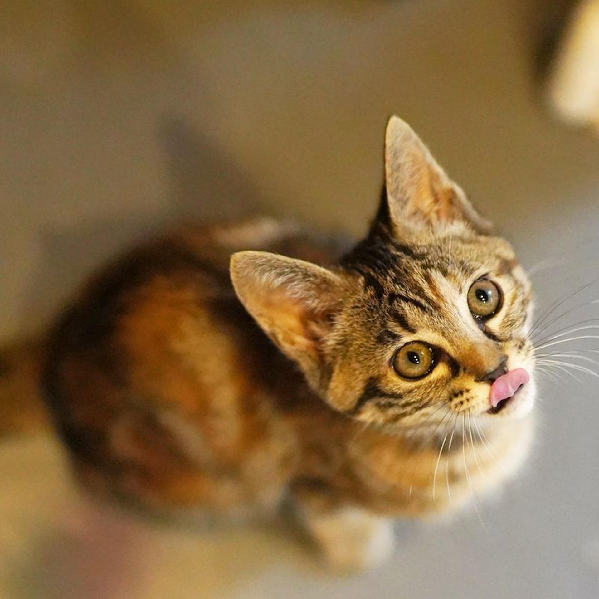 pet-image-4