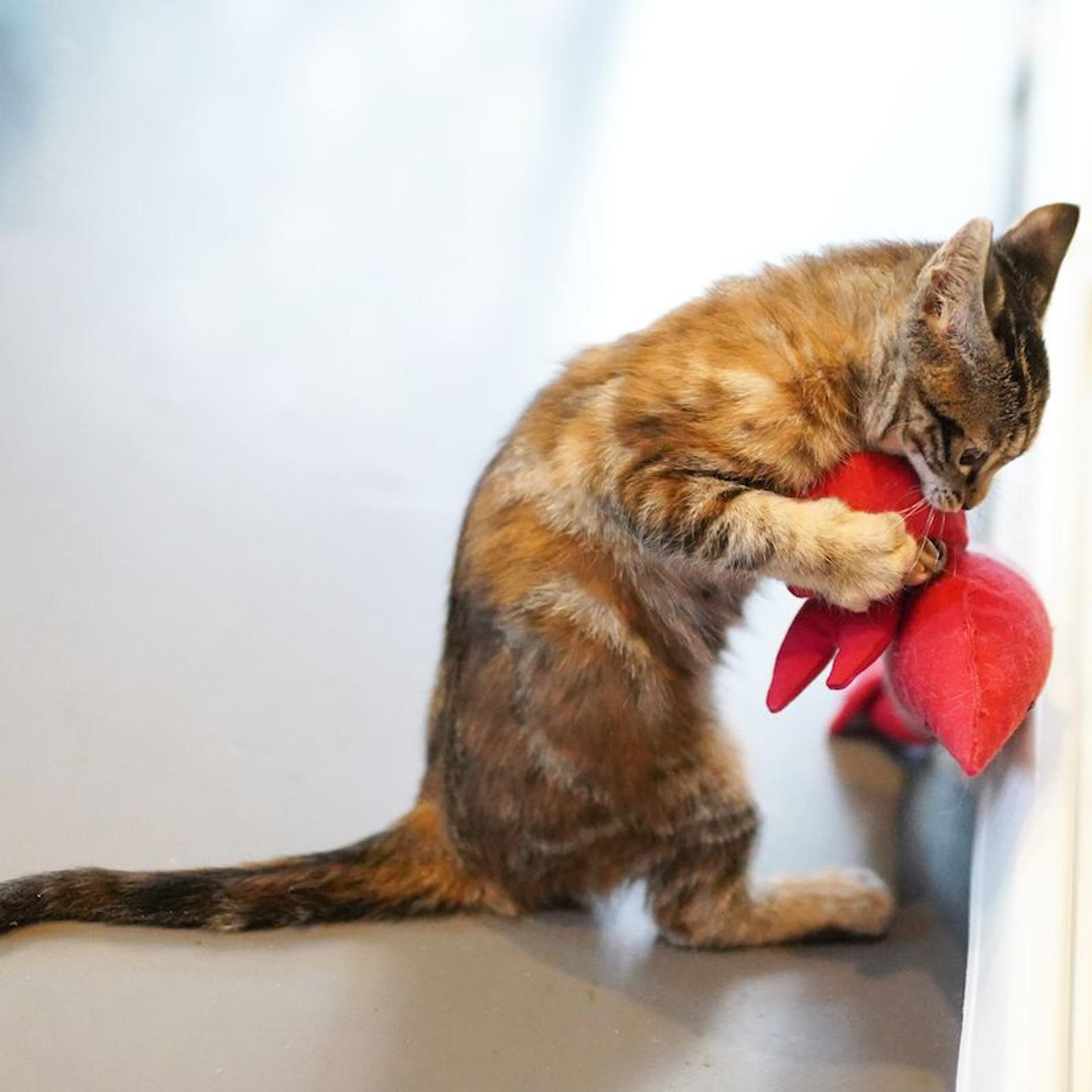 pet-image-5