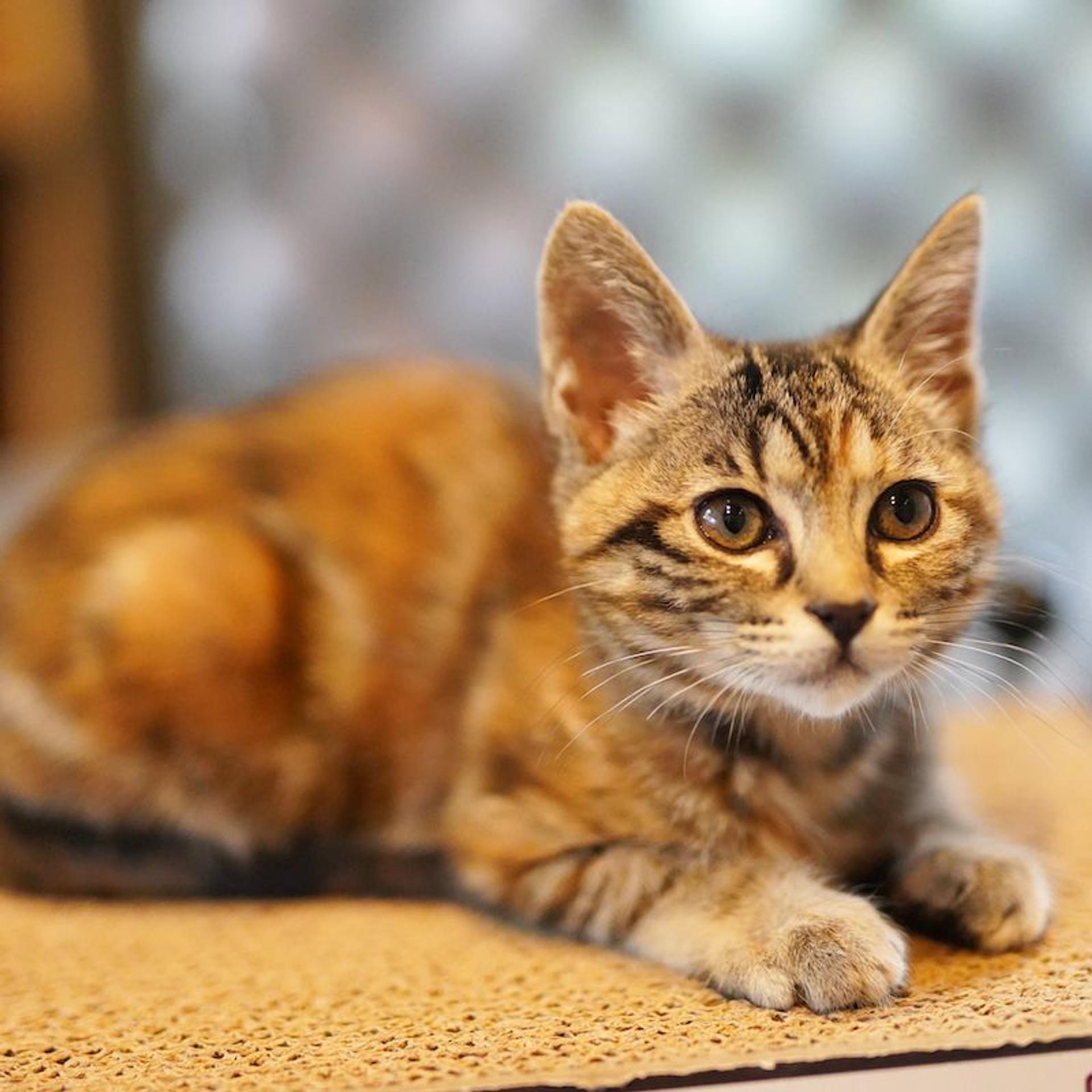 pet-image-7