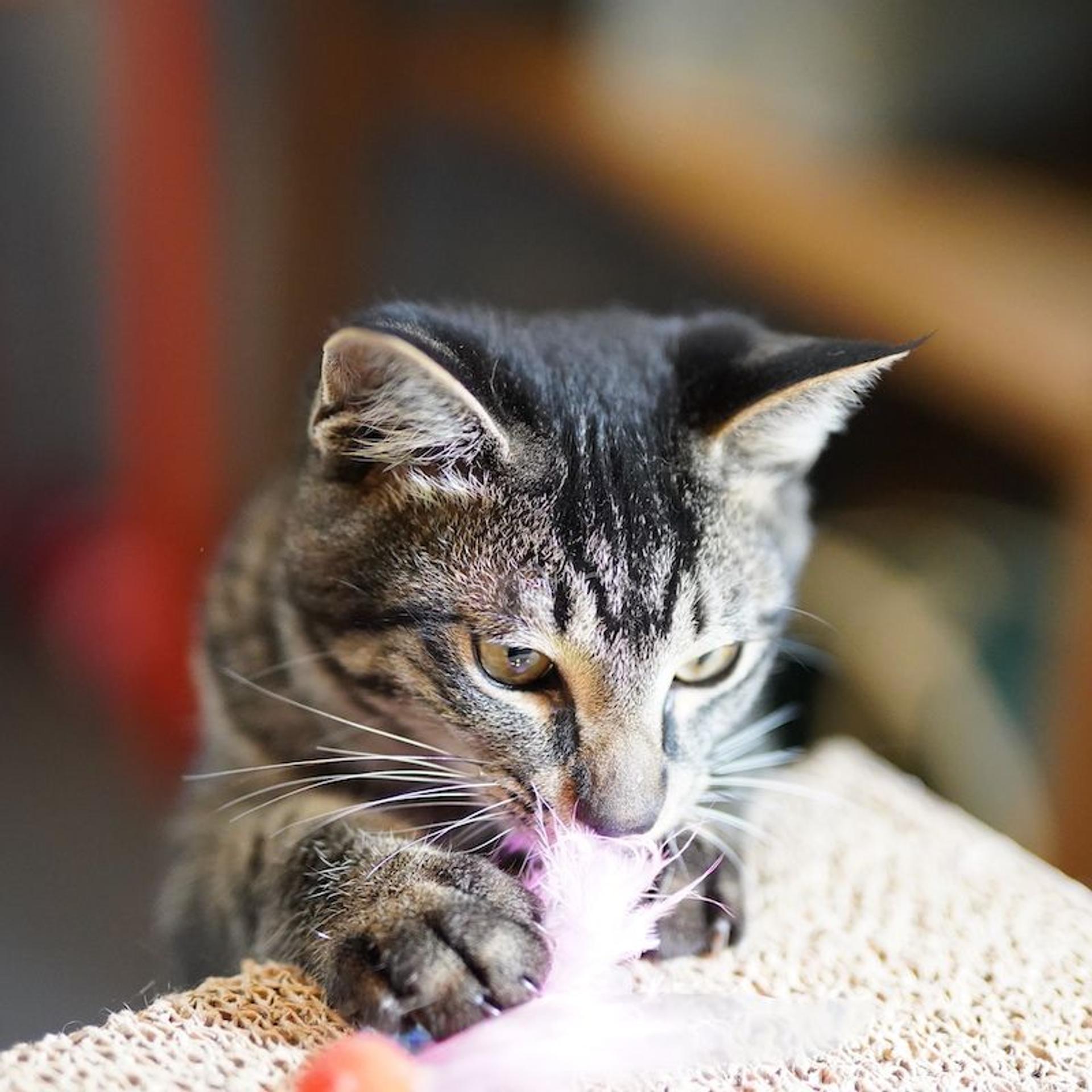 pet-image-3