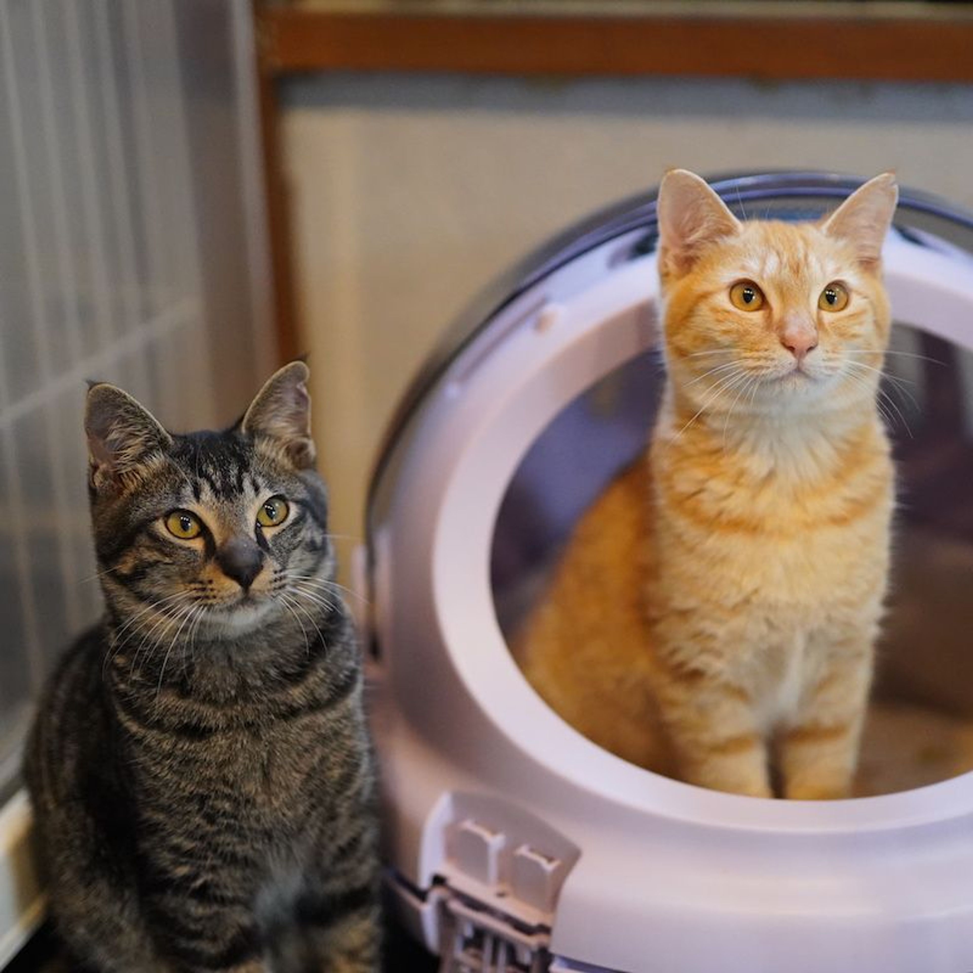 pet-image-4