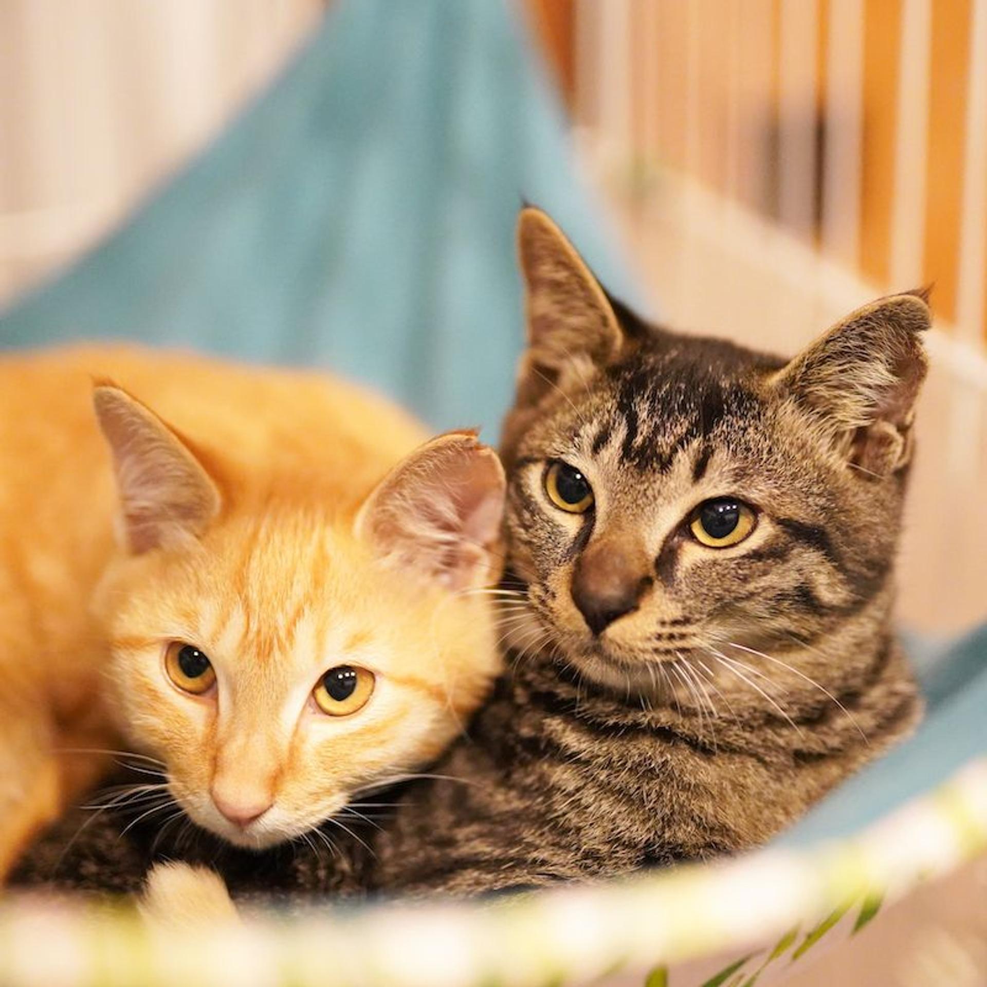 pet-image-5