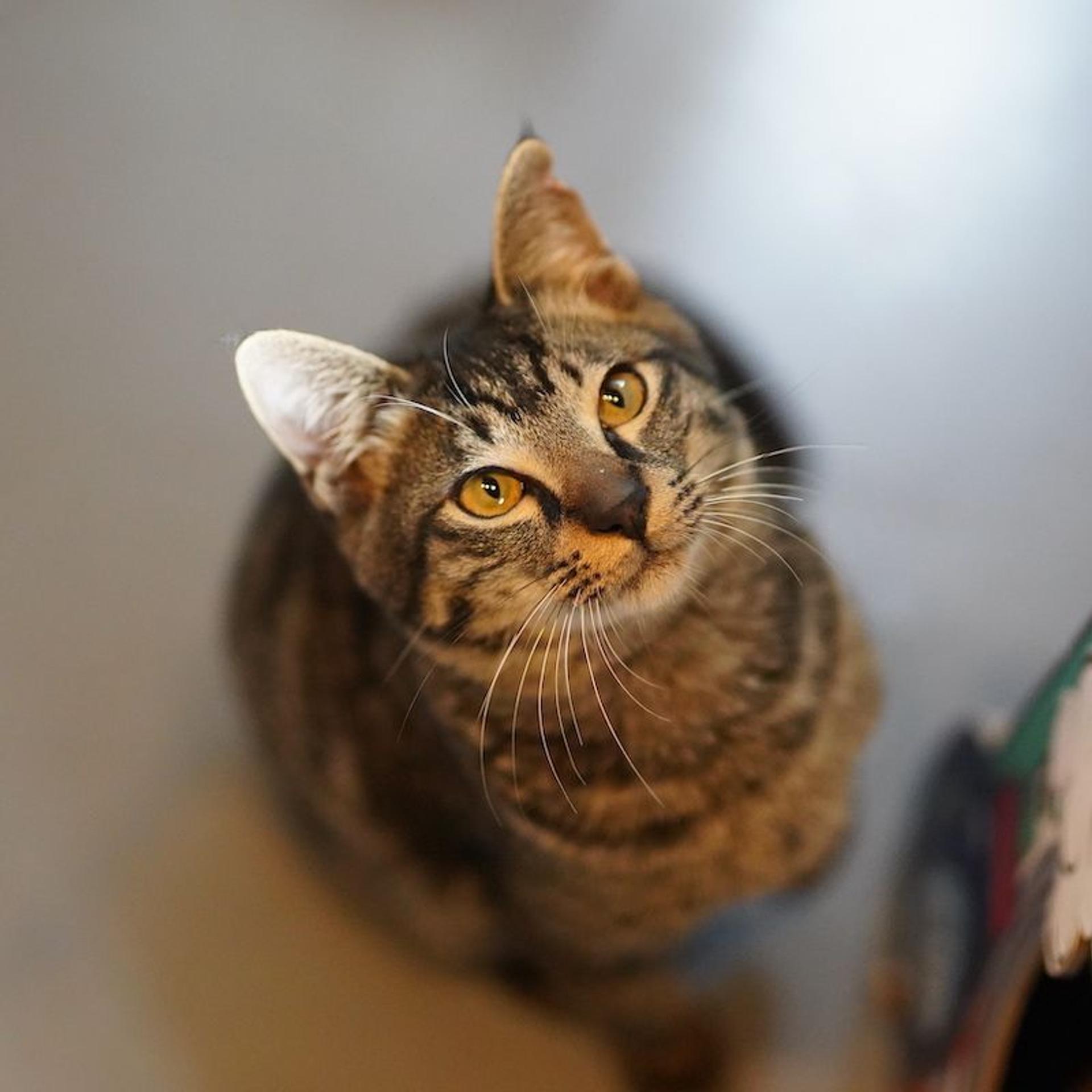 pet-image-6