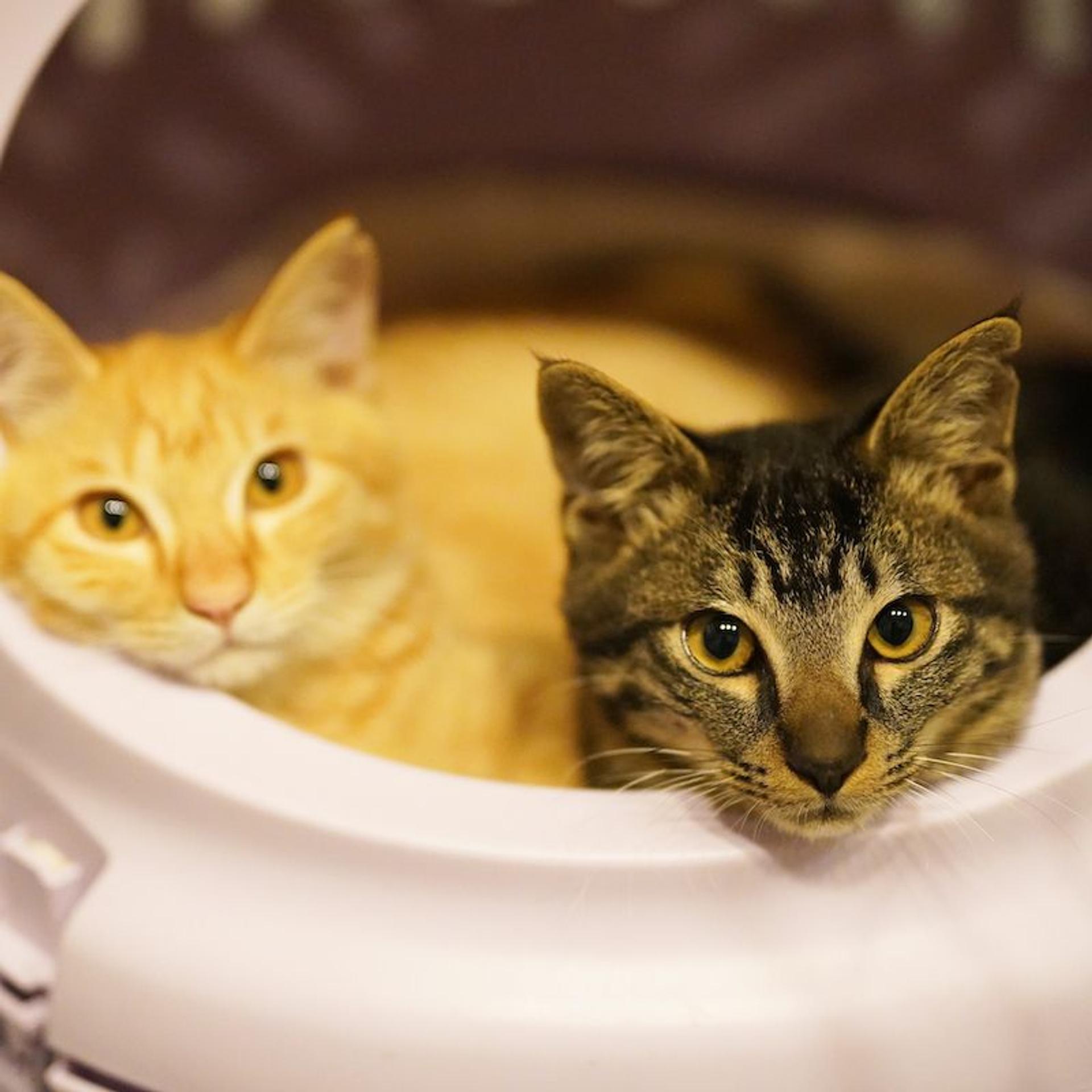 pet-image-7