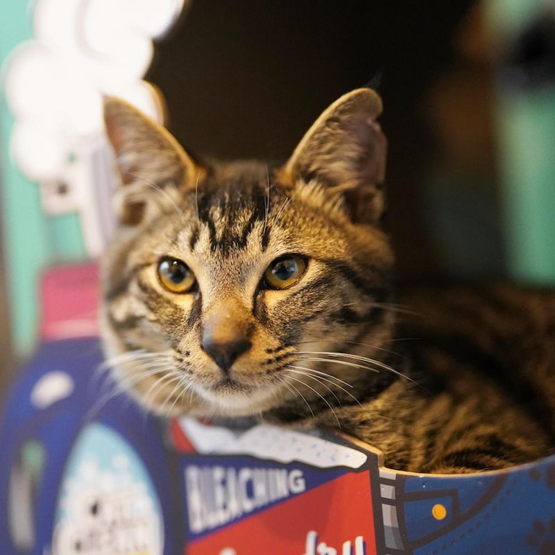 pet-image-8