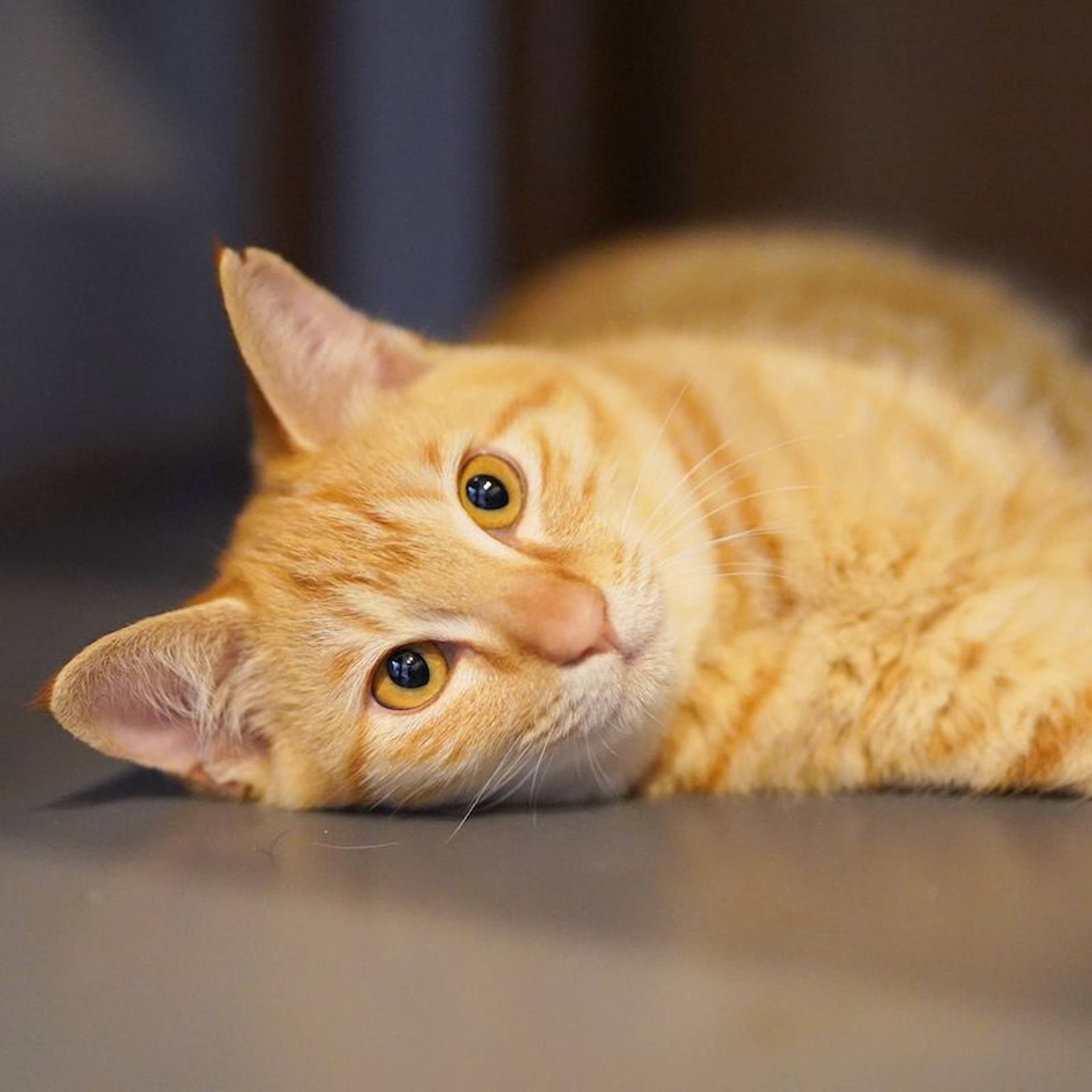 雑種（ミックス猫）・メスの里親募集の写真