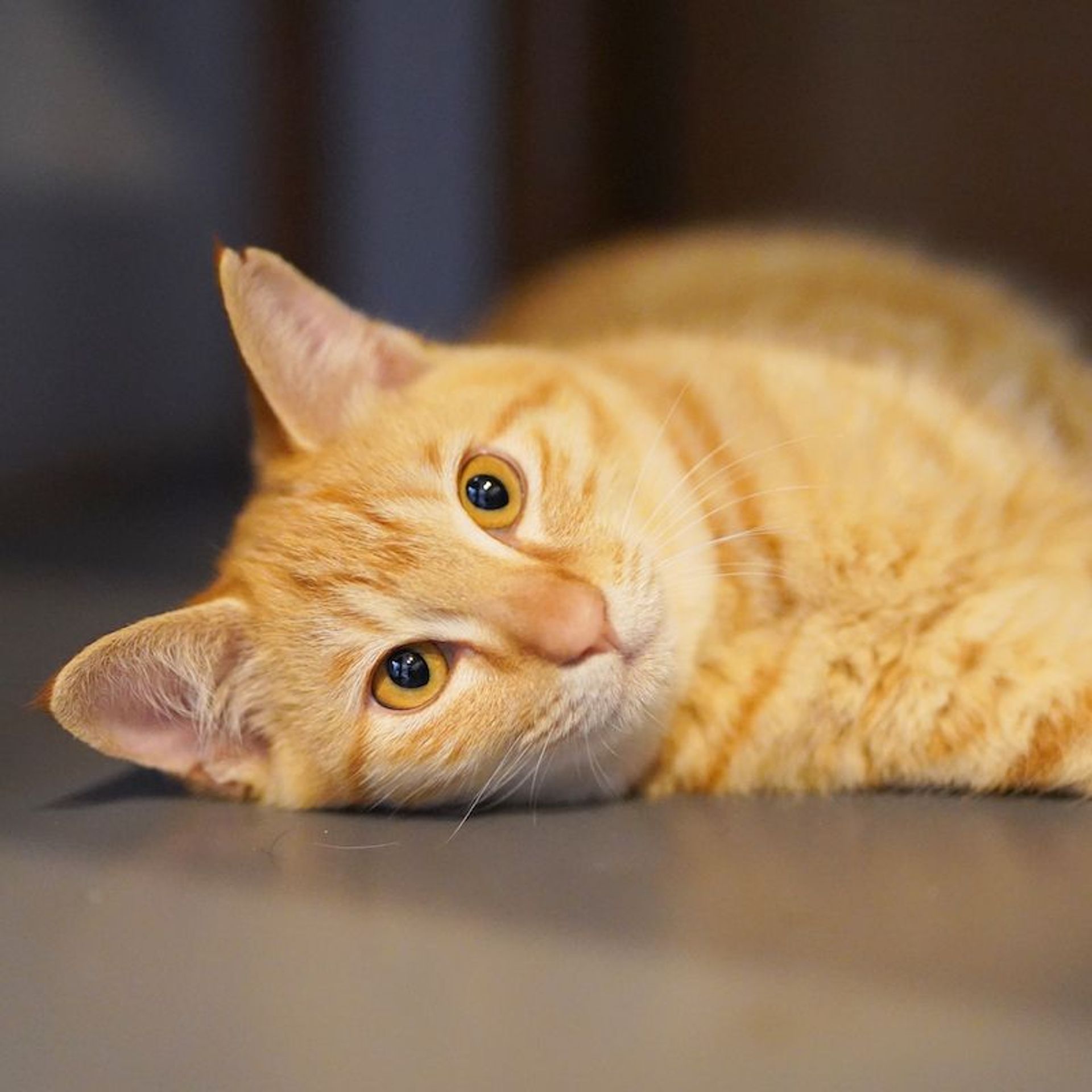 雑種（ミックス猫）・メスの里親募集の写真