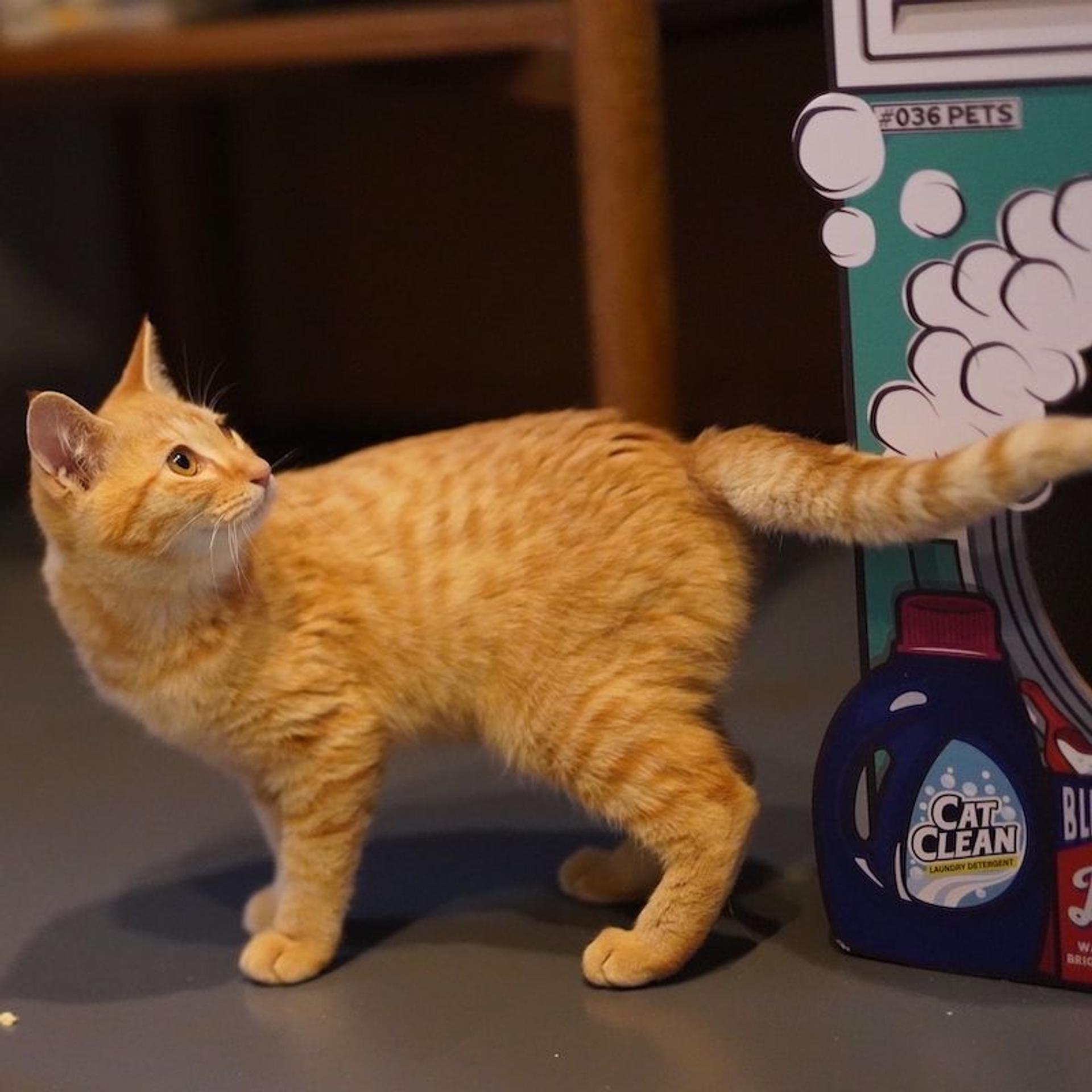 pet-image-5