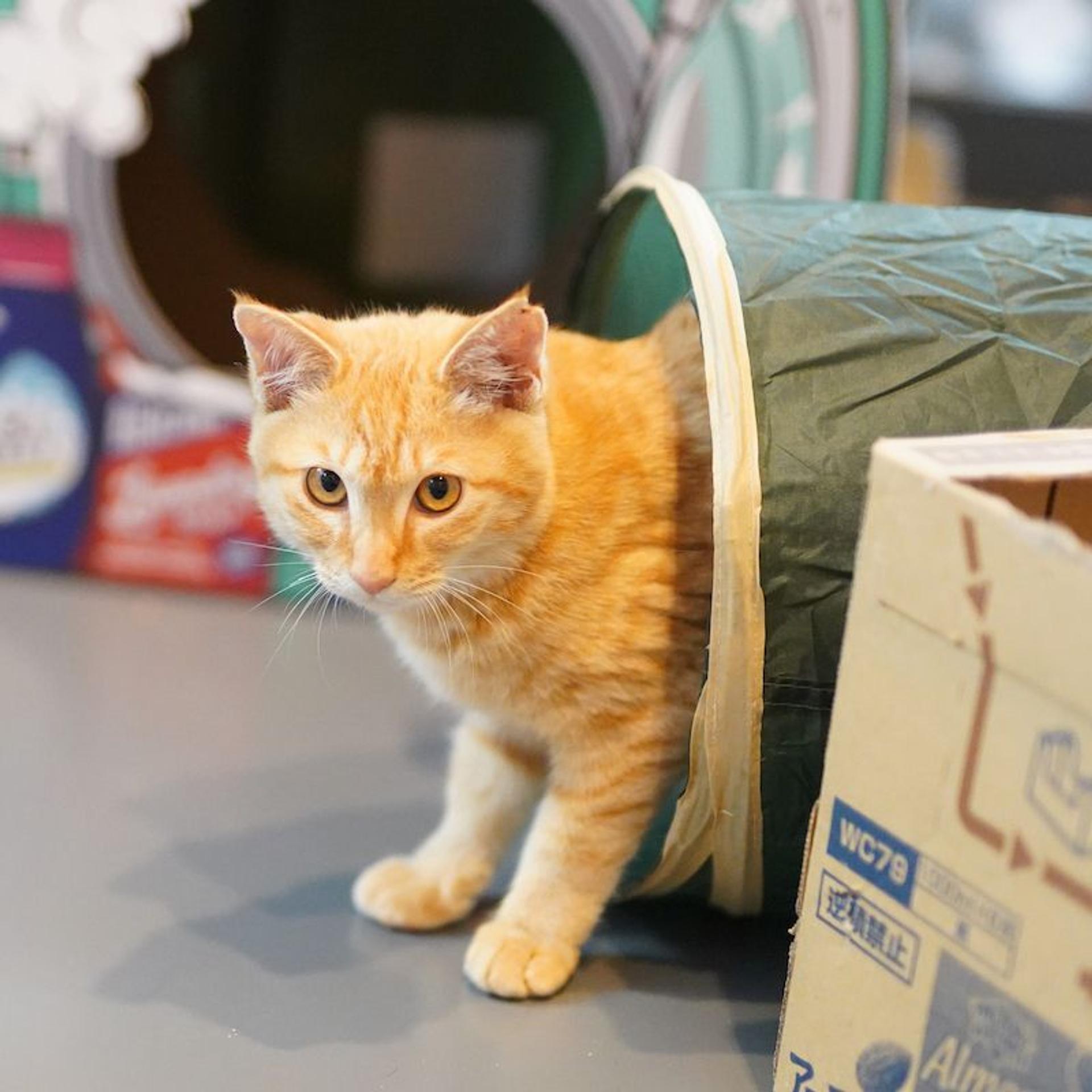 pet-image-6