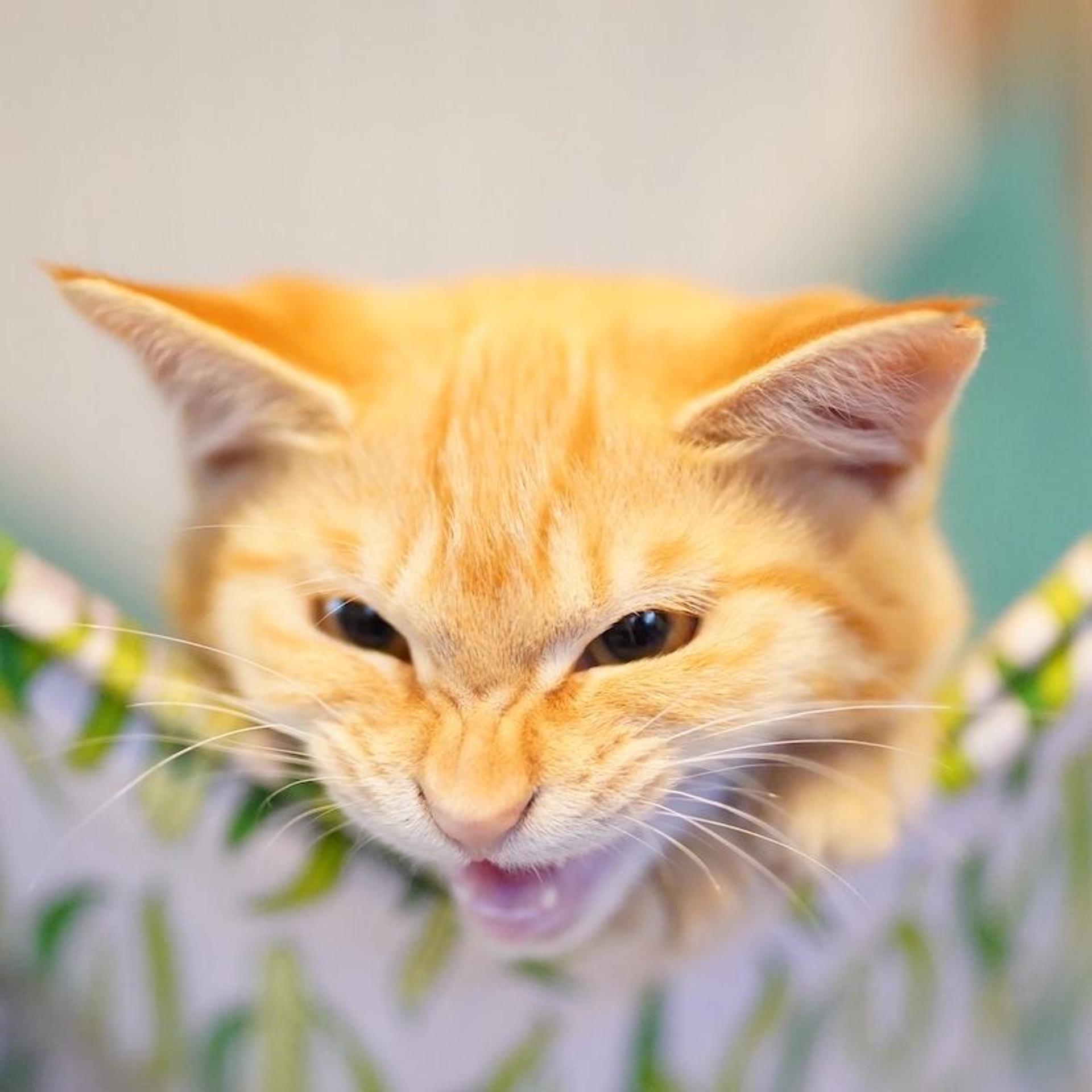 pet-image-7