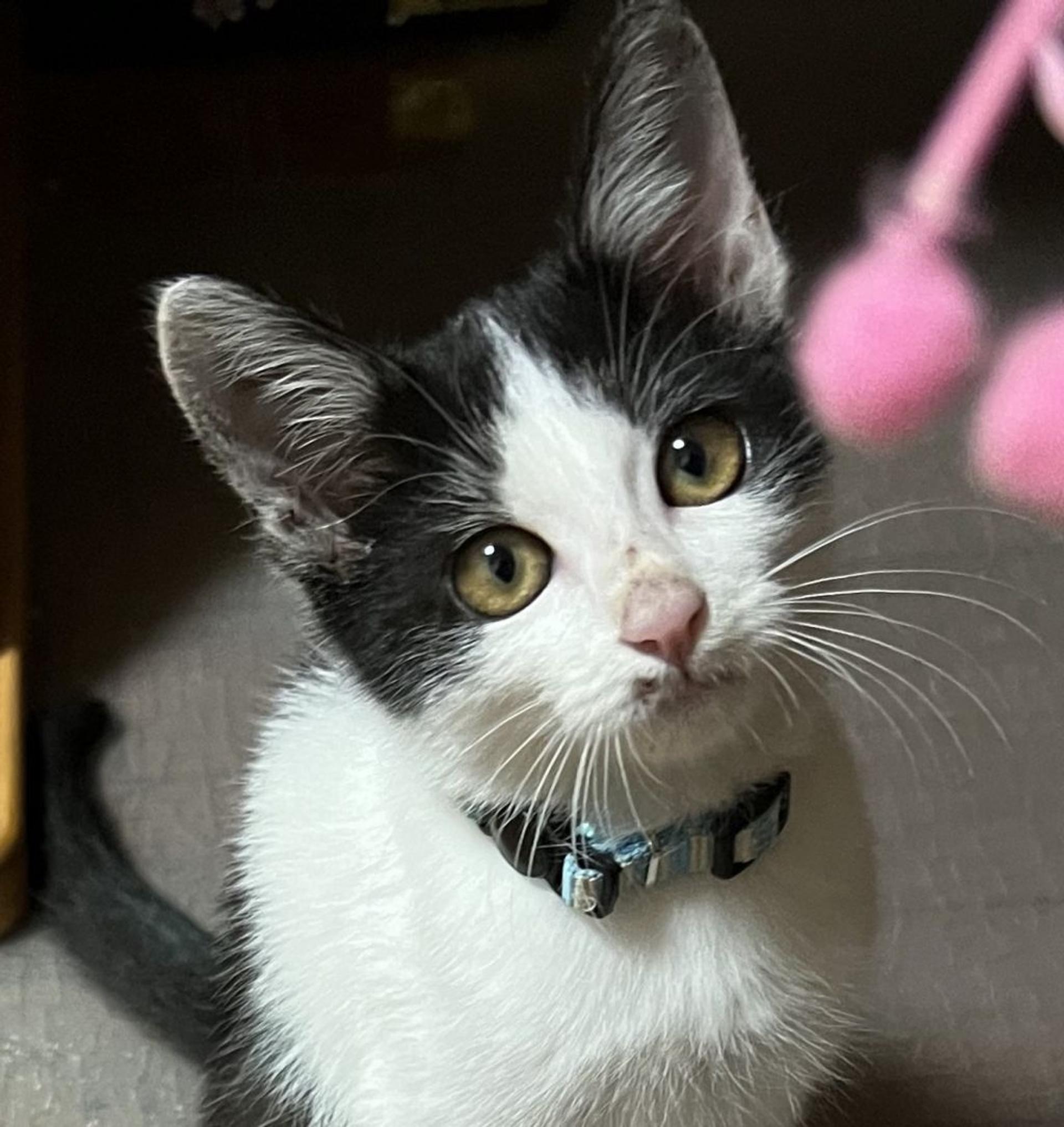 pet-image-2