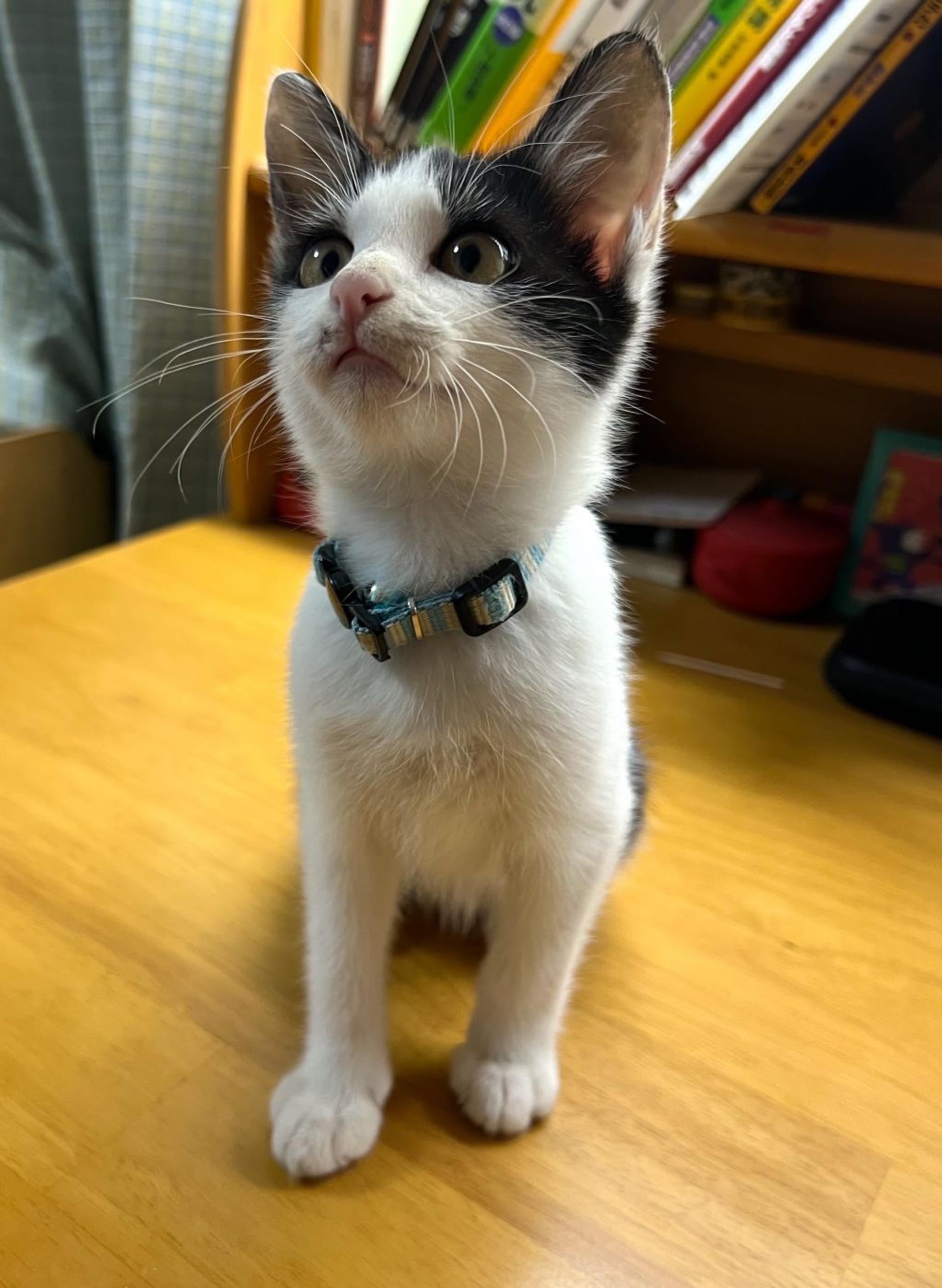 pet-image-3