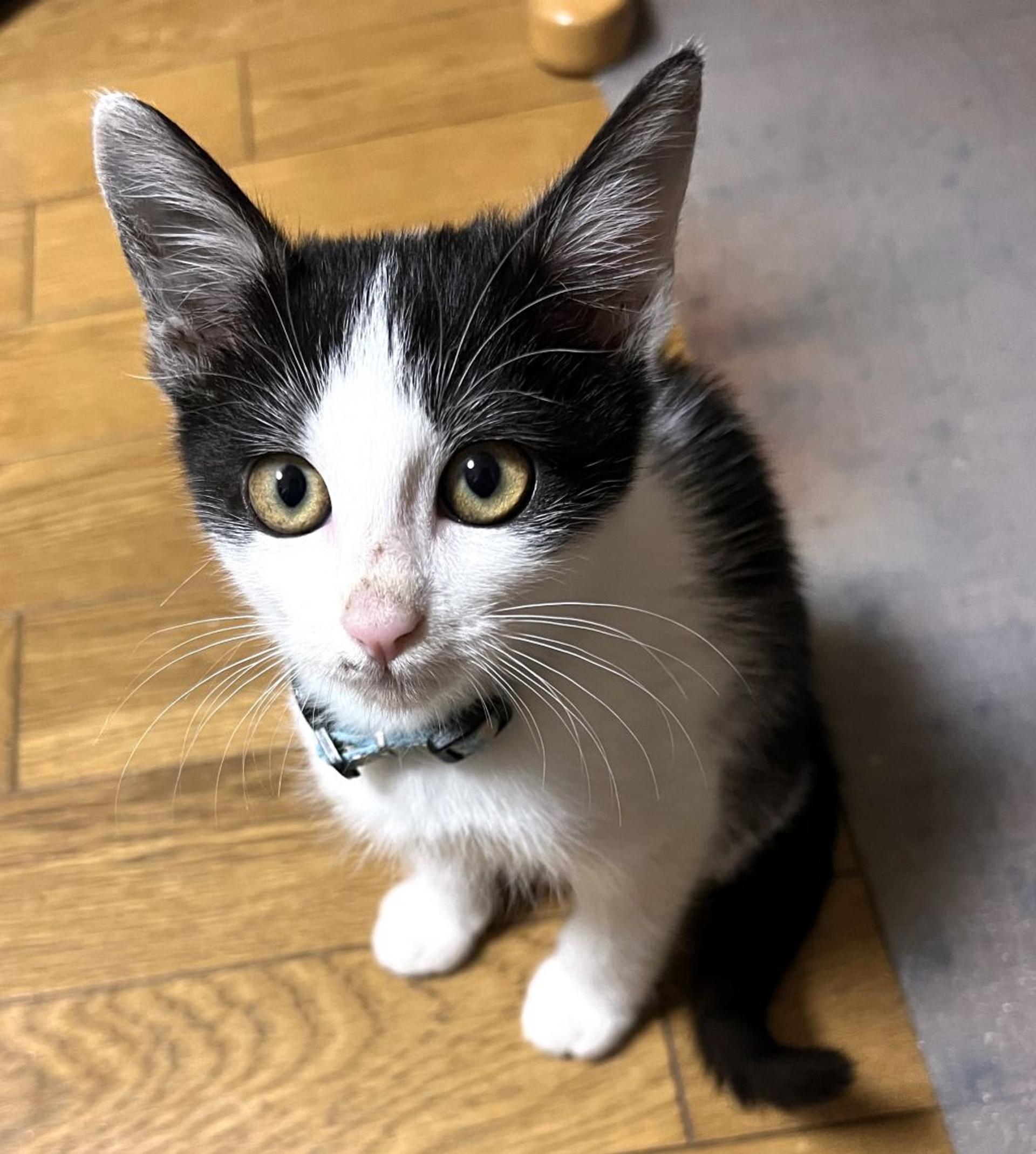 pet-image-4