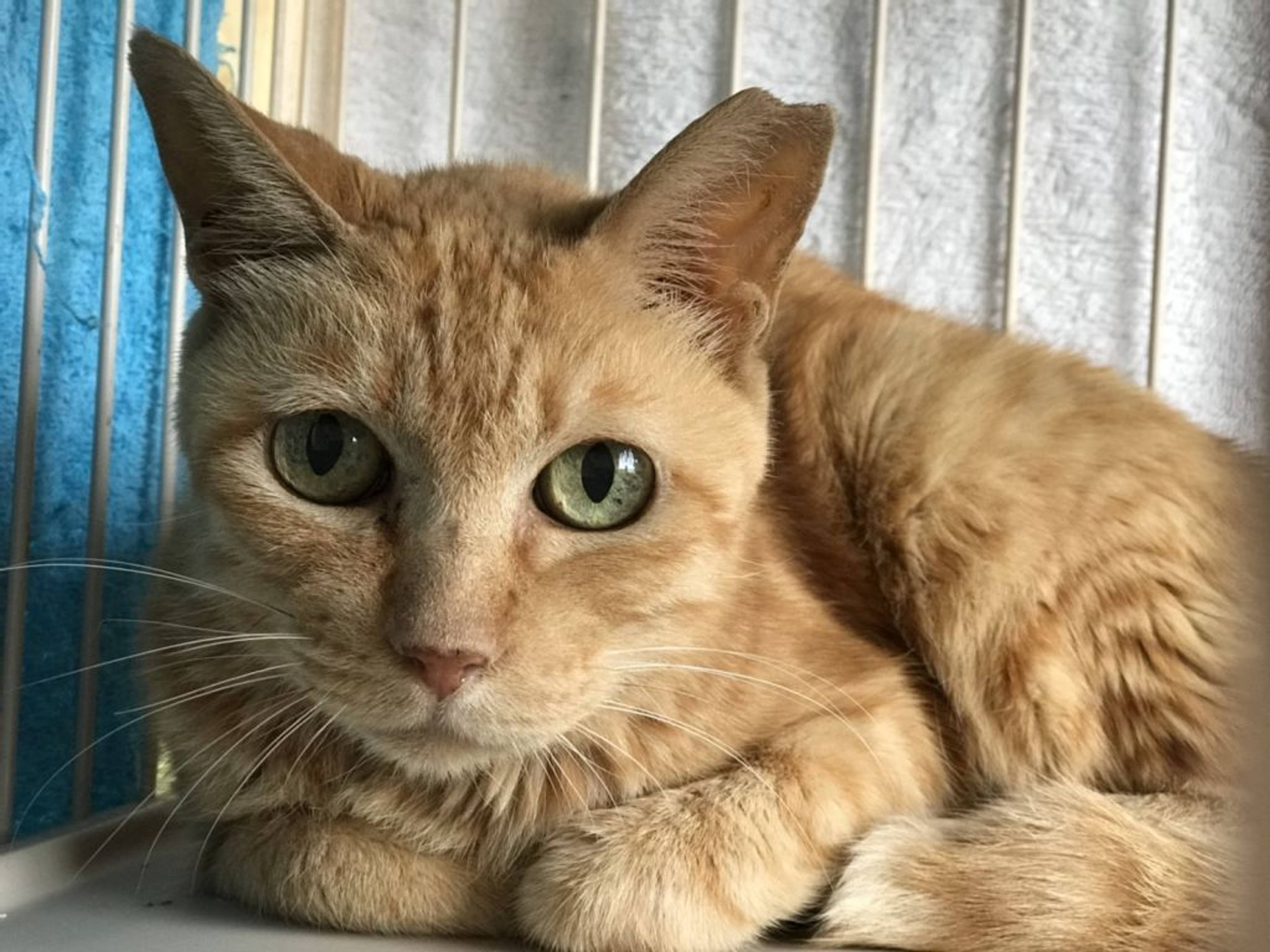 雑種（ミックス猫）・メスの里親募集の写真