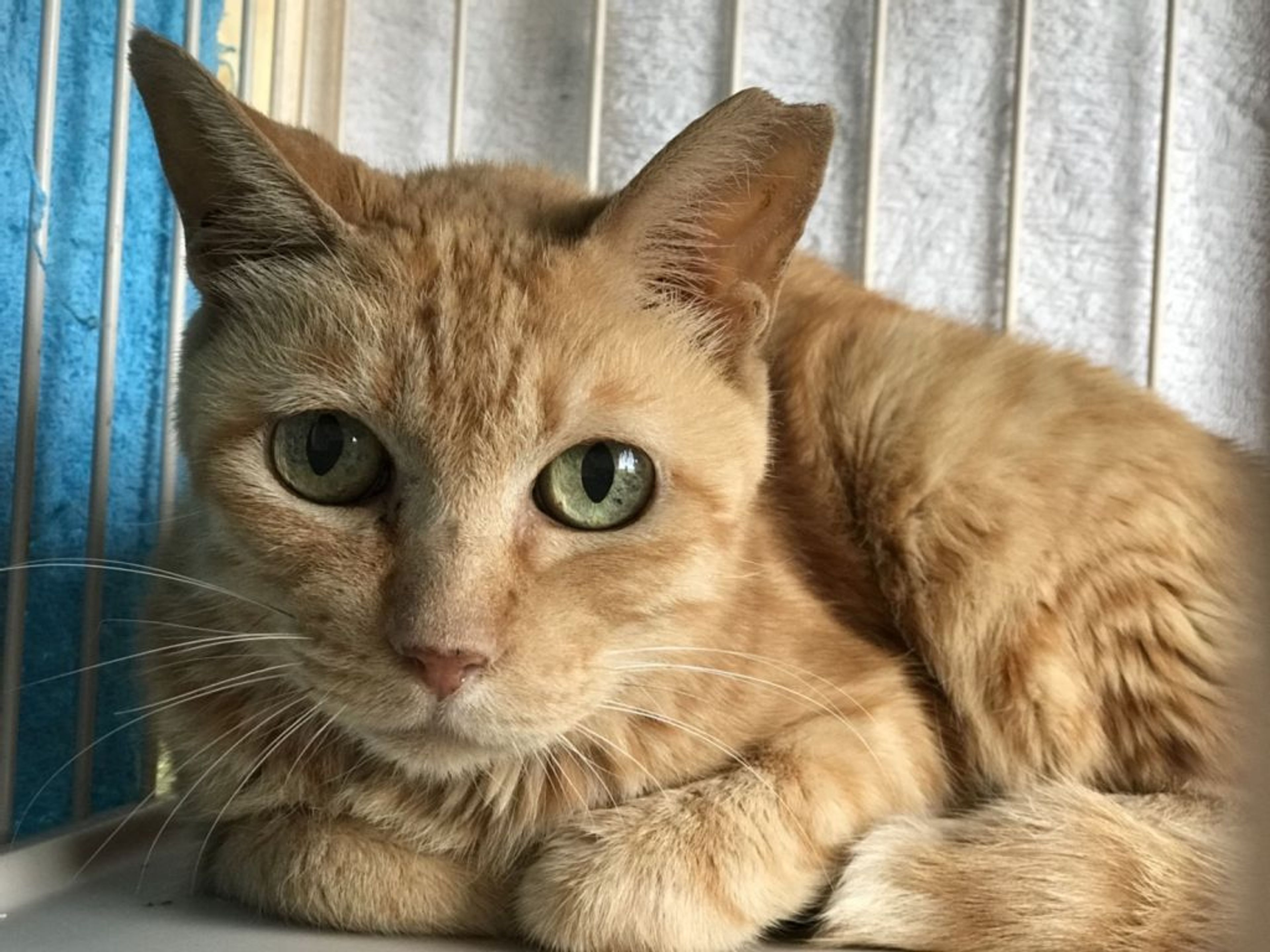 雑種（ミックス猫）・メスの里親募集の写真