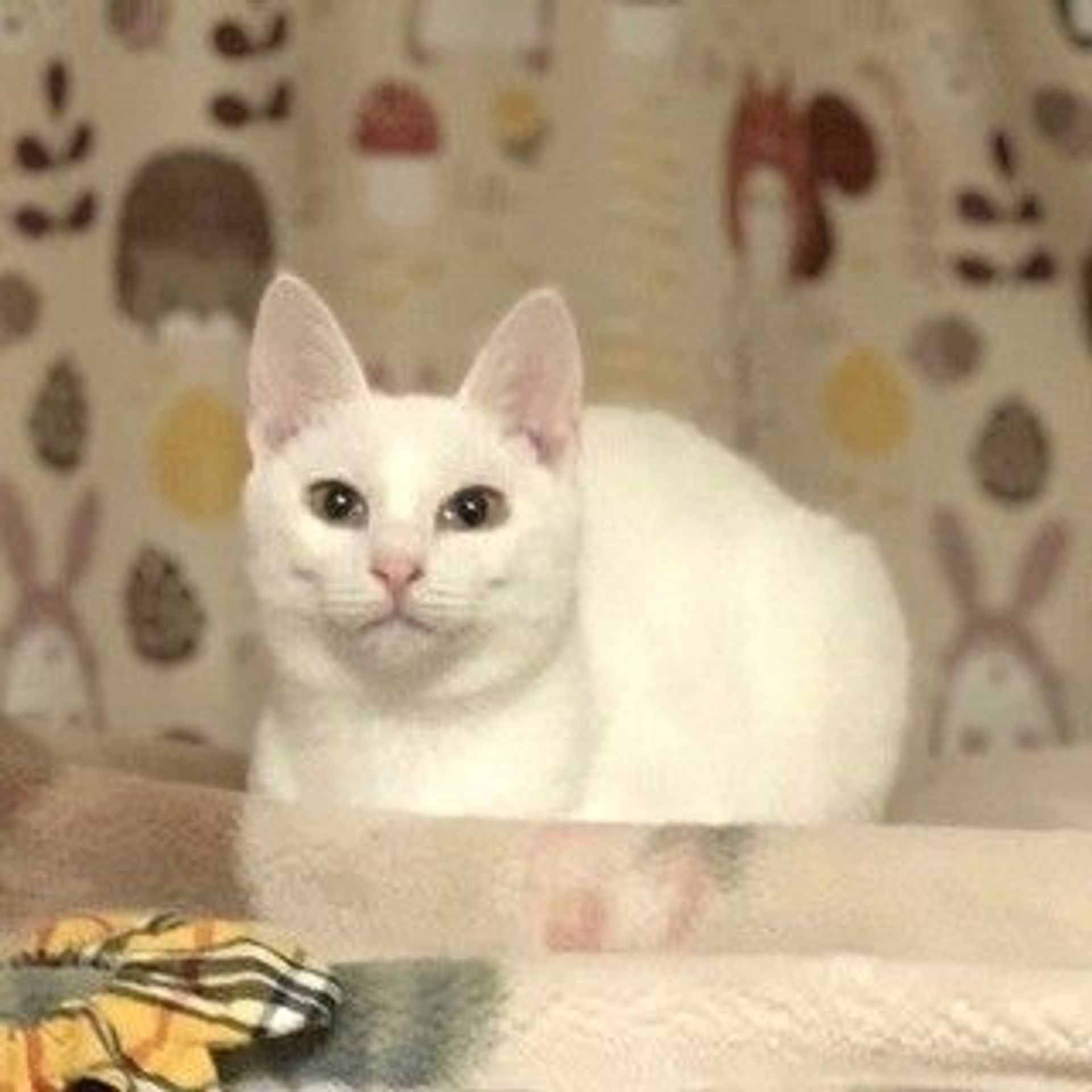 雑種（ミックス猫）・メスの里親募集の写真