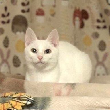 キティちゃん