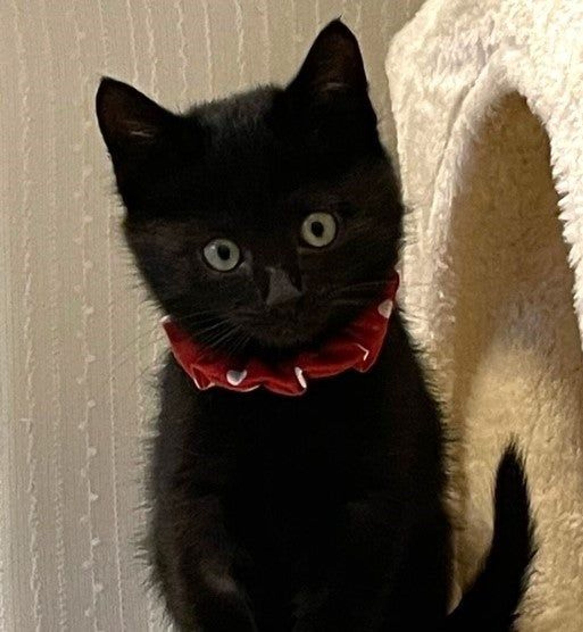 雑種（ミックス猫）・メスの里親募集の写真