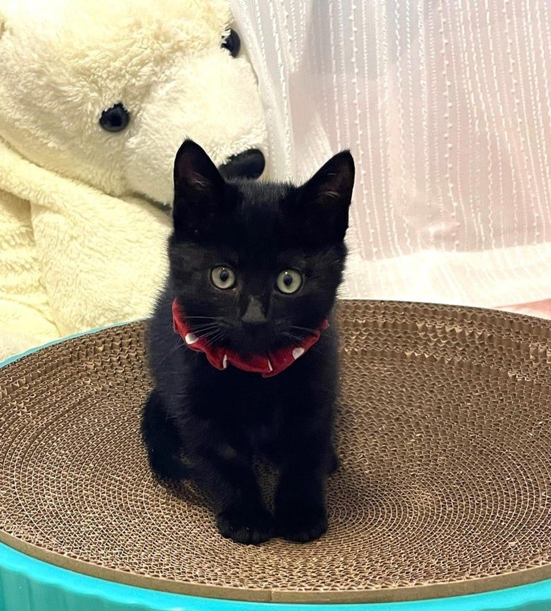 pet-image-2