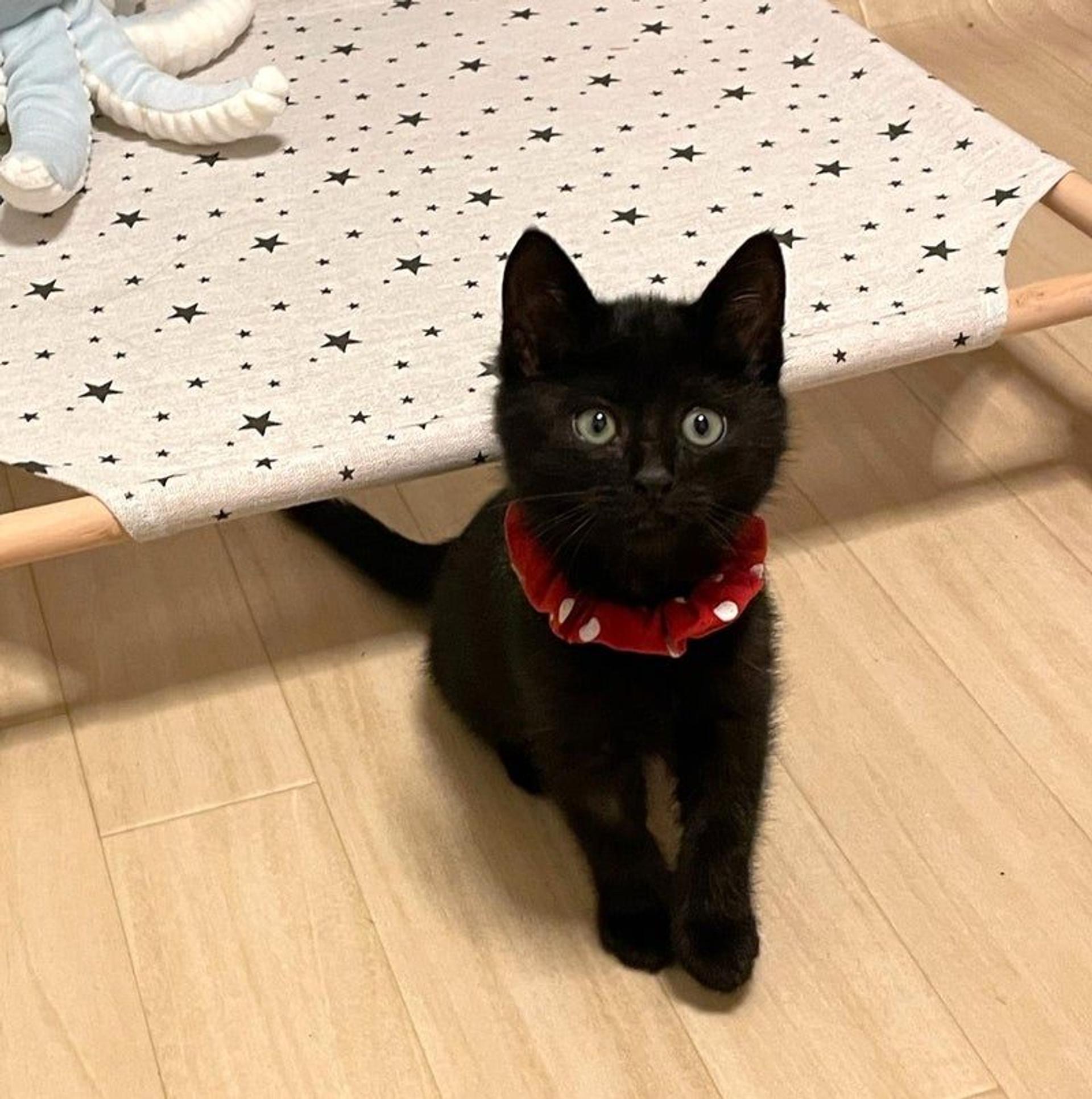 pet-image-3