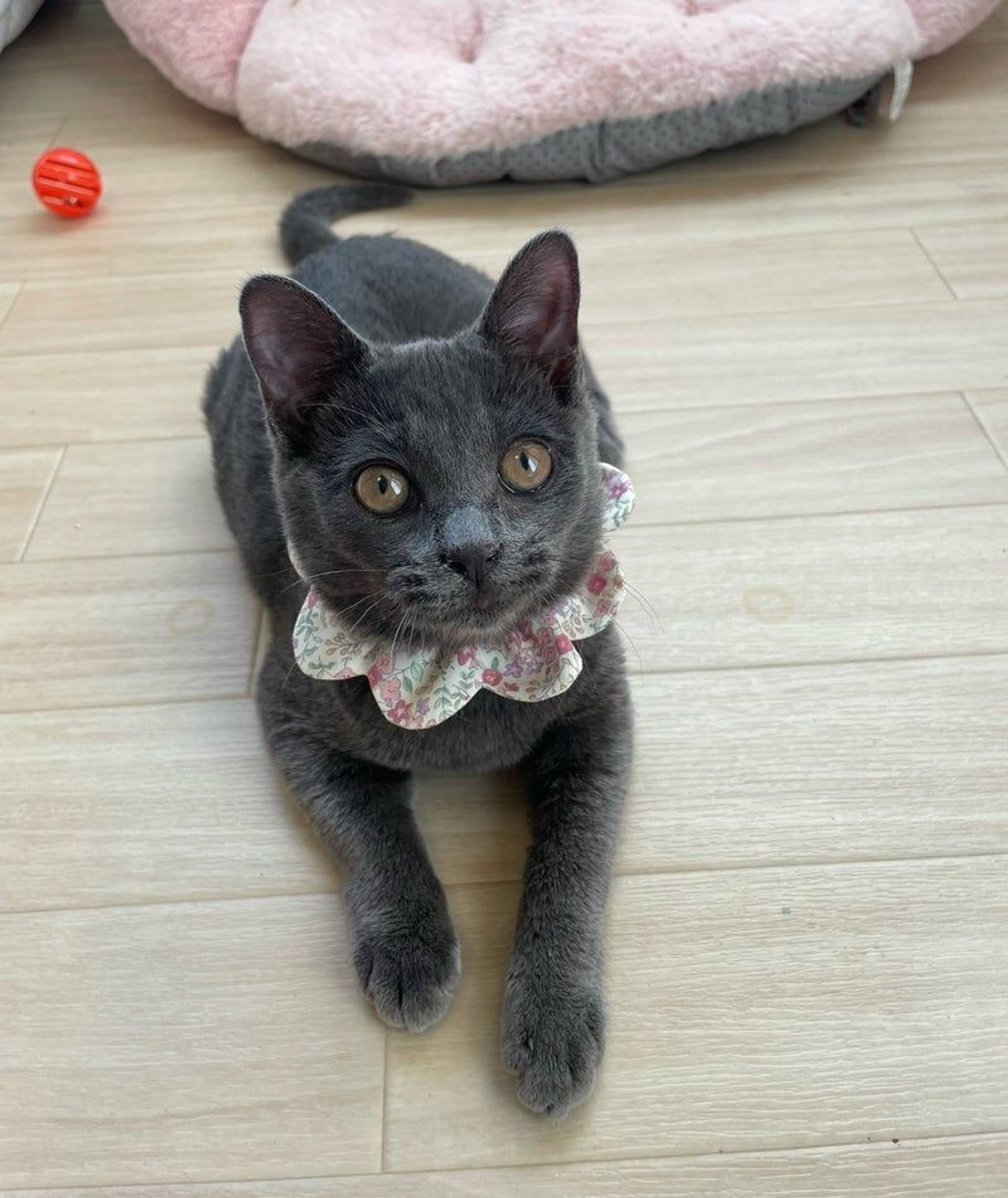 雑種（ミックス猫）・メスの里親募集の写真