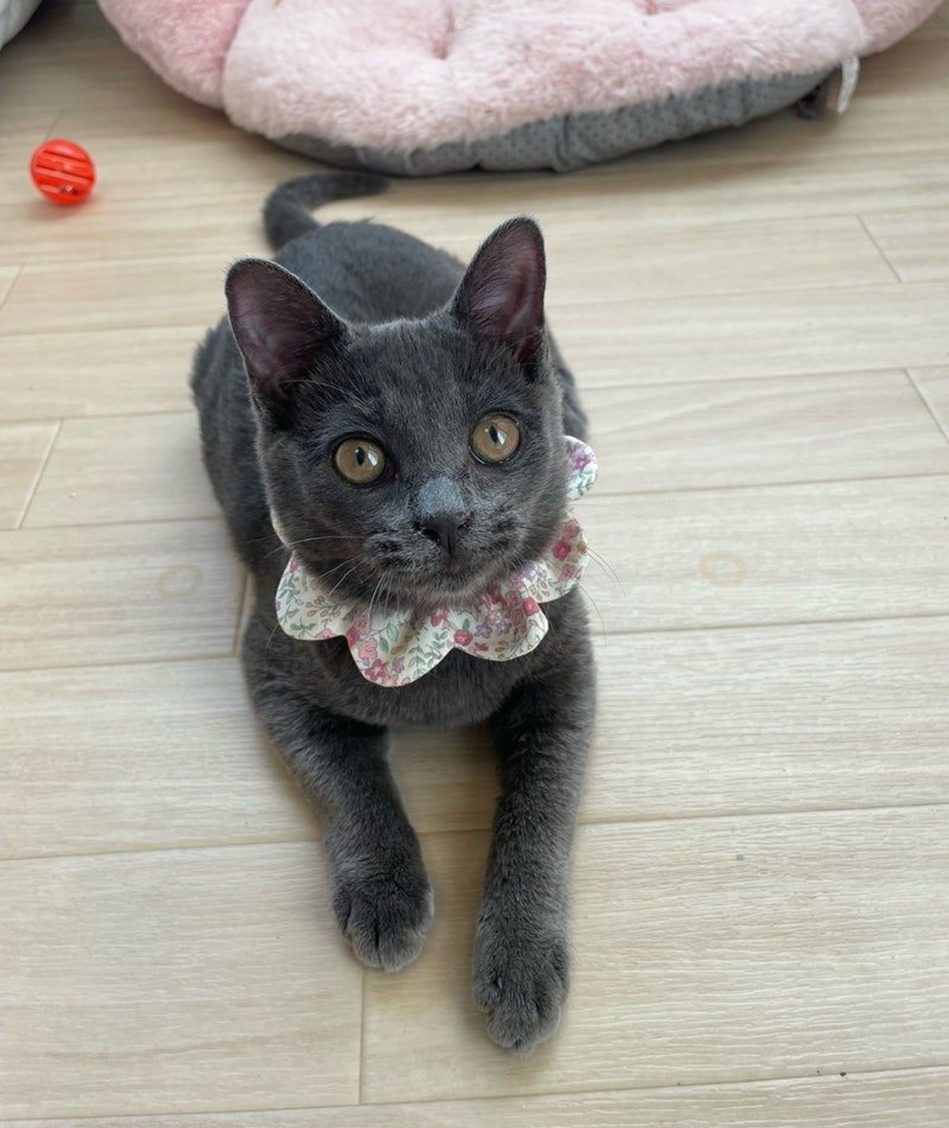 雑種（ミックス猫）・メスの里親募集の写真