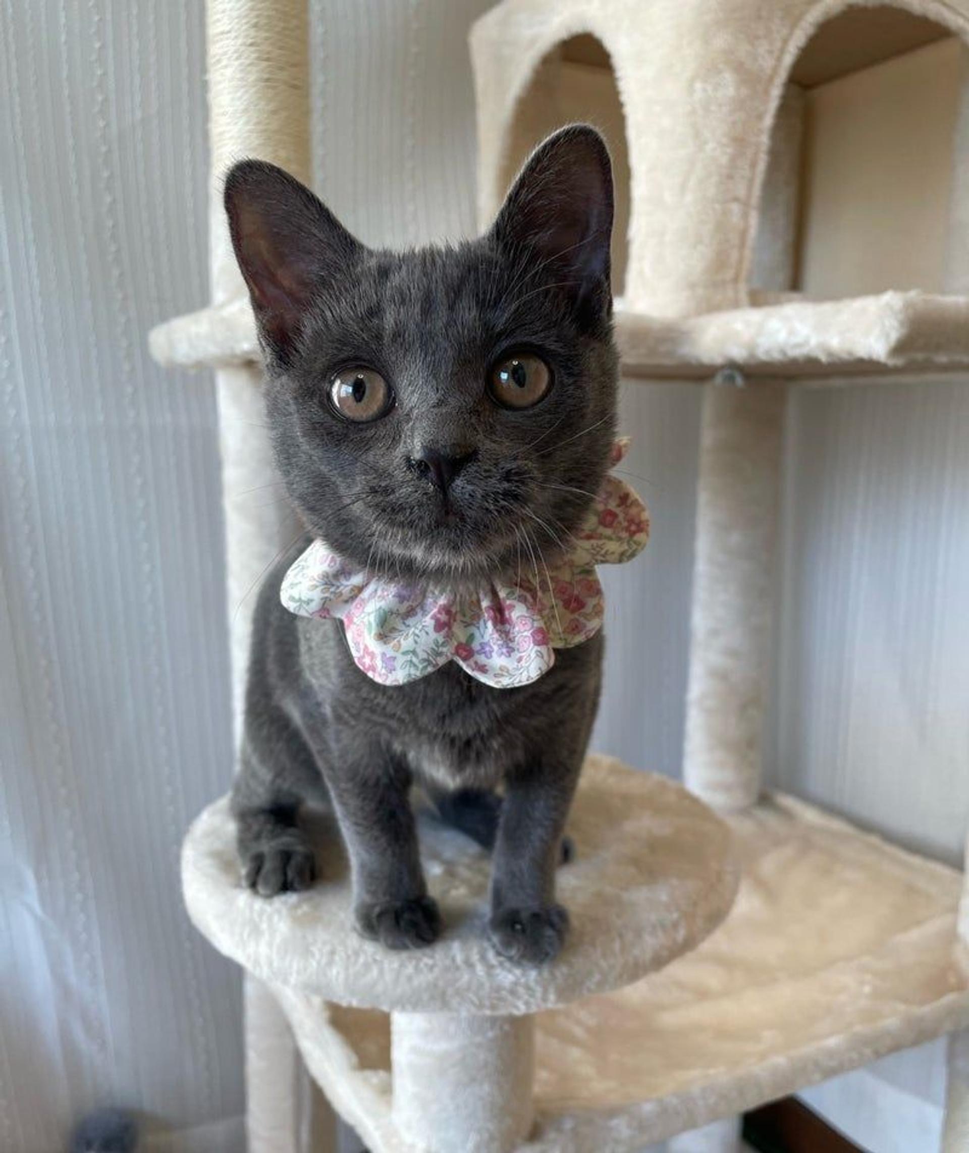 pet-image-2