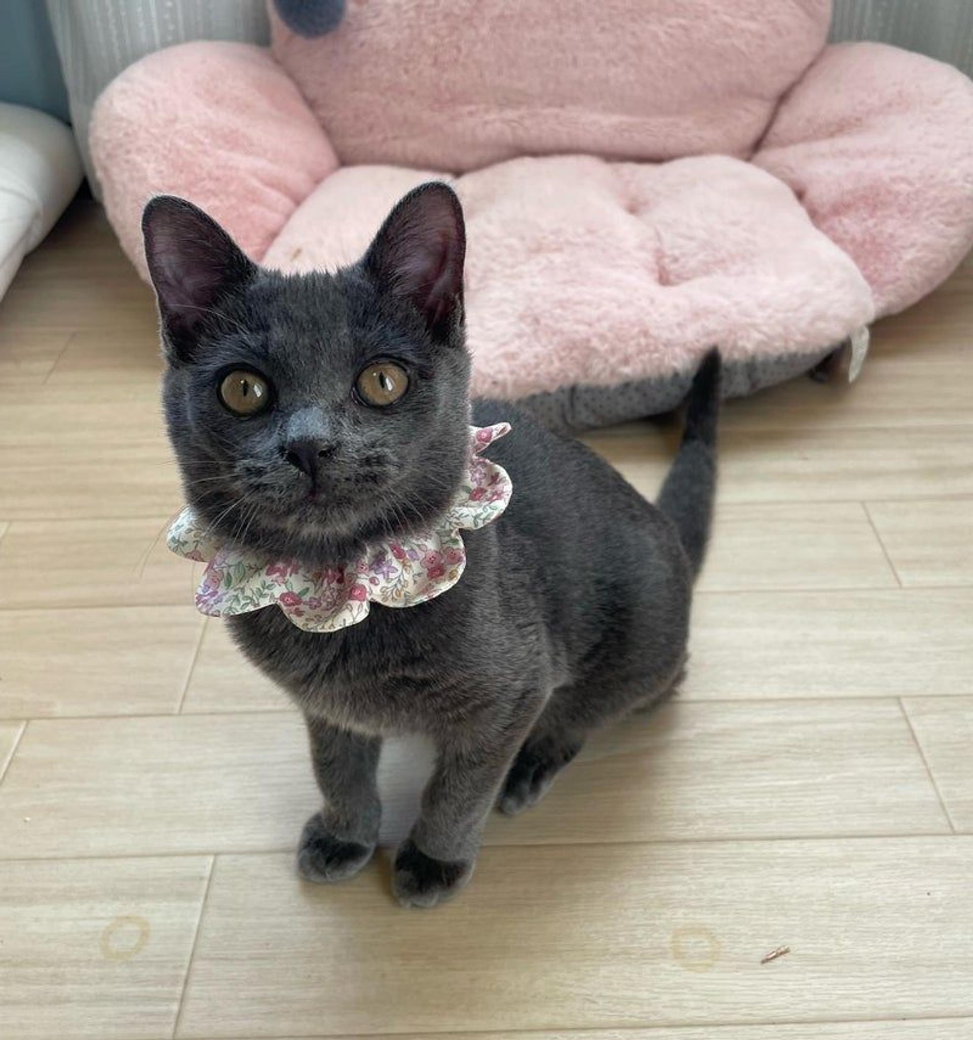pet-image-3