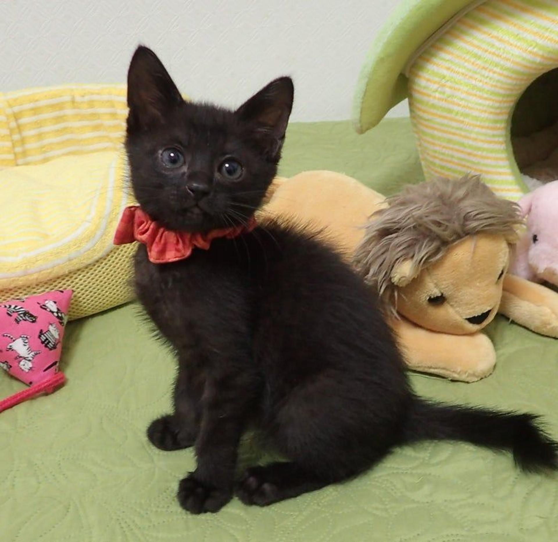 pet-image-2
