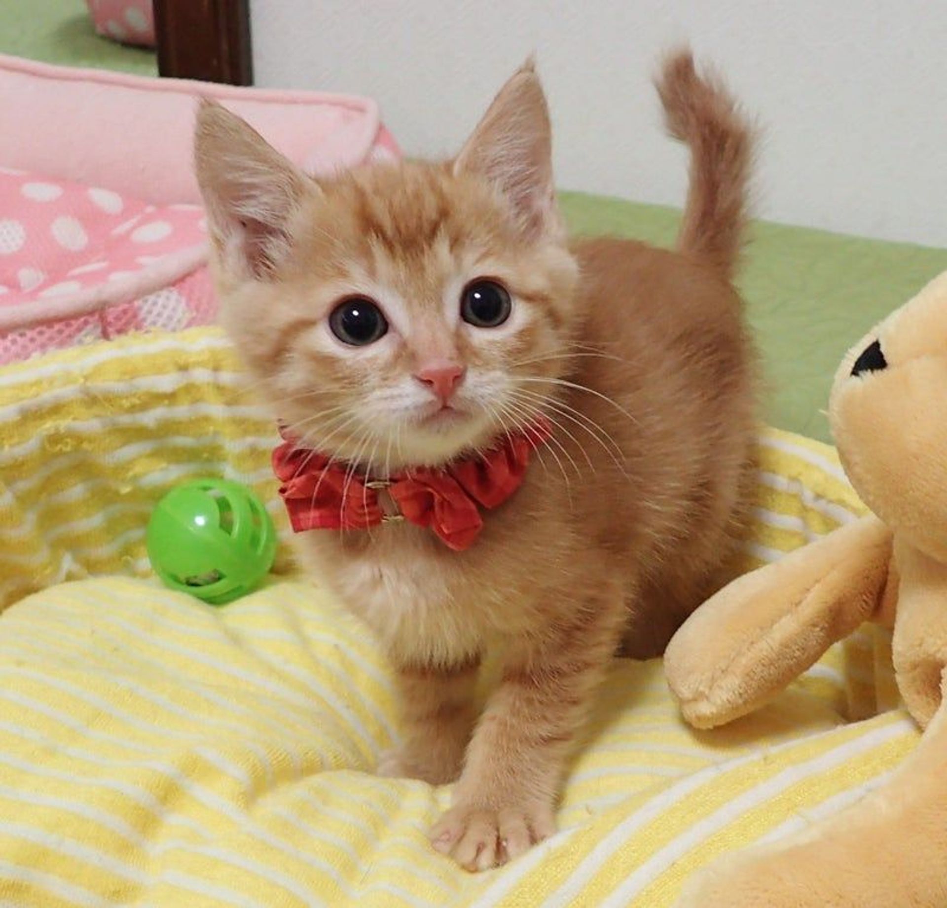 雑種（ミックス猫）・オスの里親募集の写真