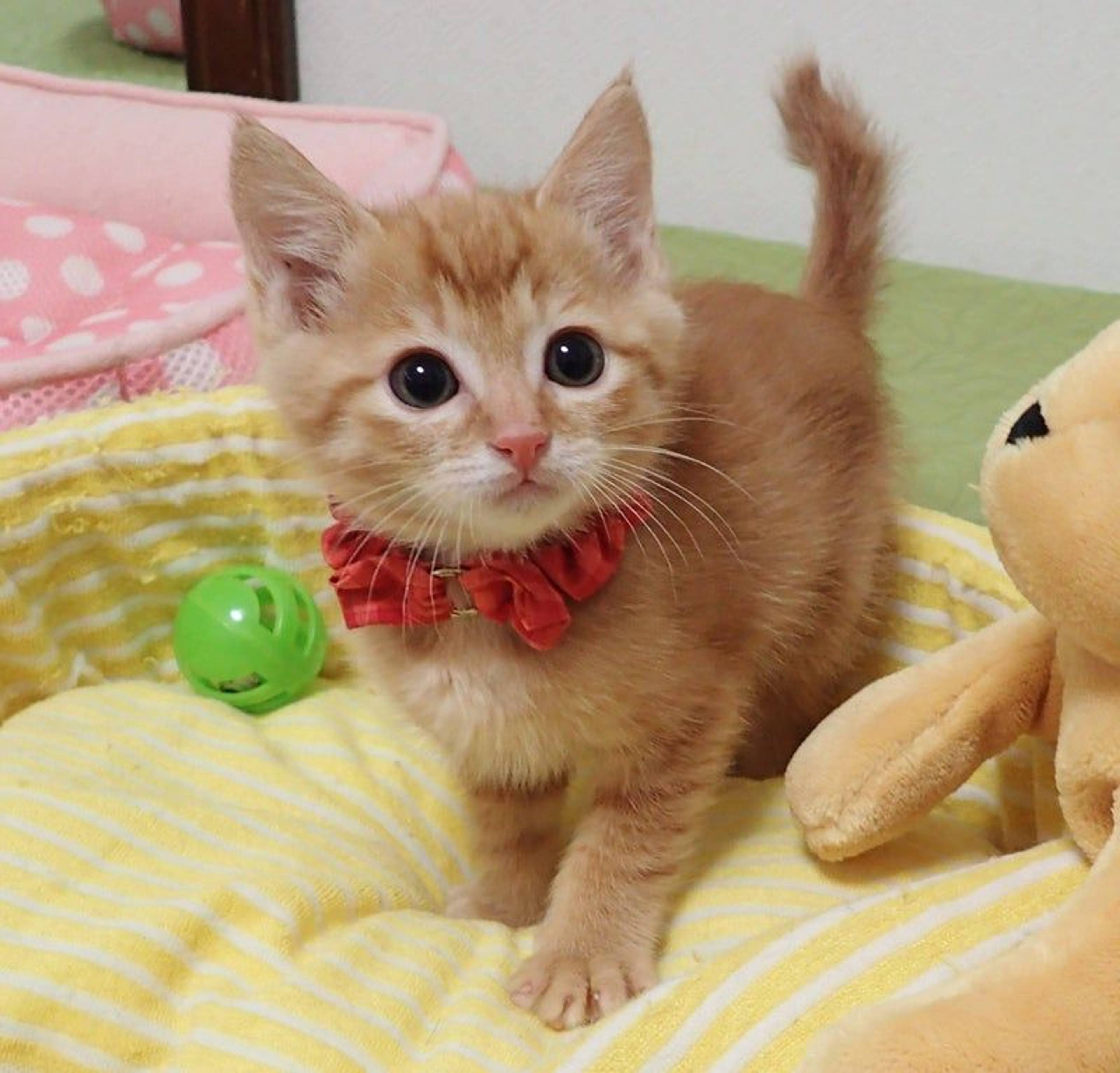 雑種（ミックス猫）・オスの里親募集の写真
