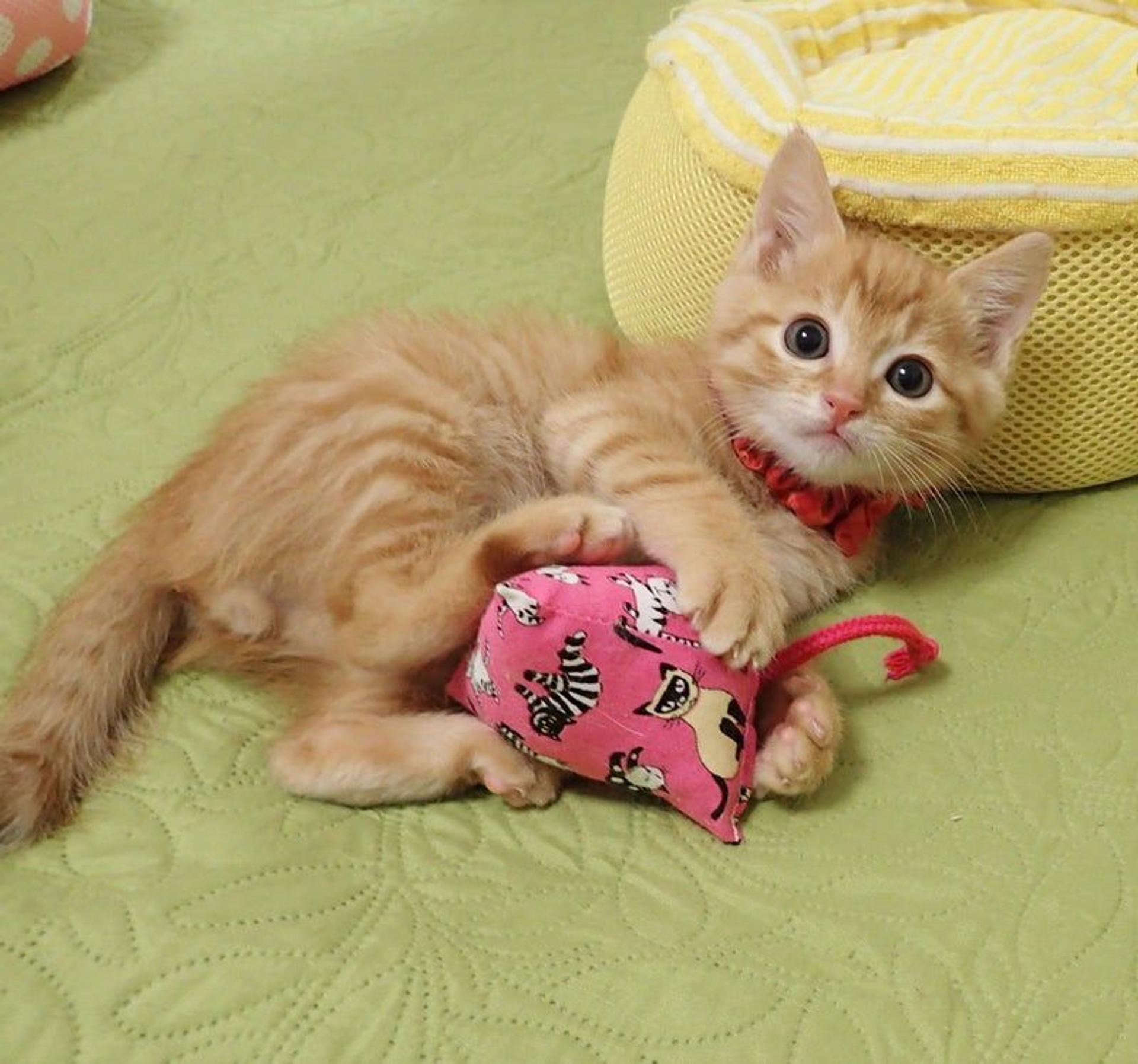 pet-image-2